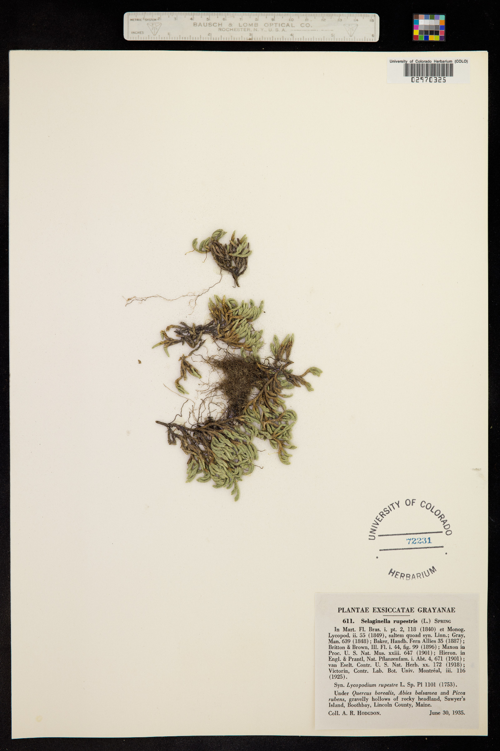 Selaginella rupestris image