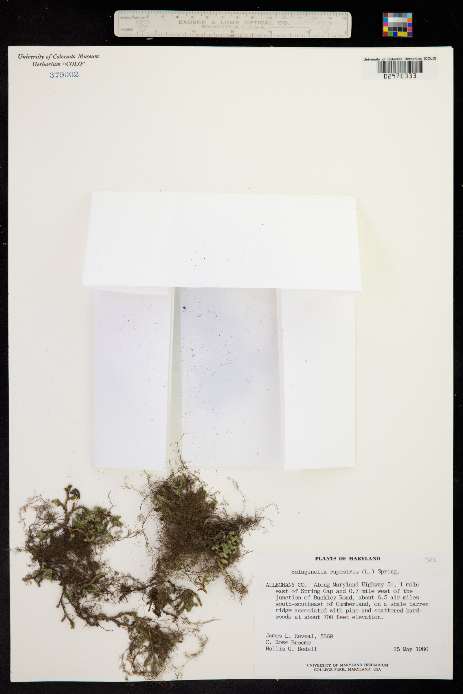 Selaginella rupestris image