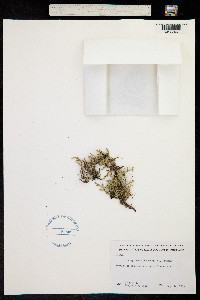 Image of Selaginella rupestris