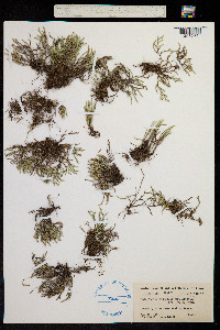 Selaginella arenicola ssp. riddellii image