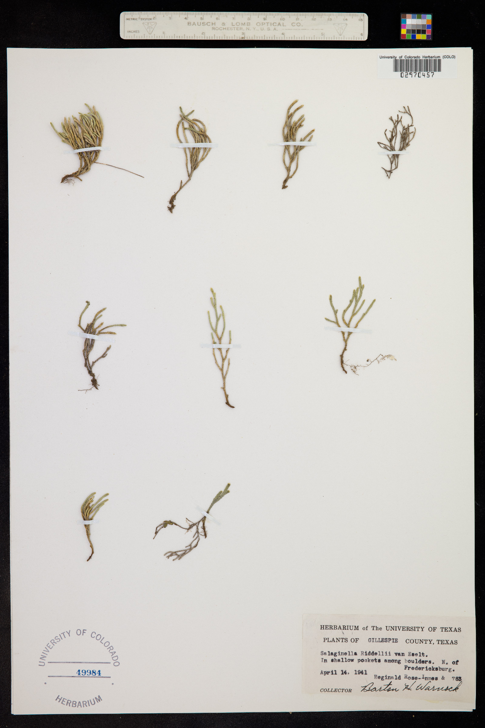 Selaginella arenicola ssp. riddellii image