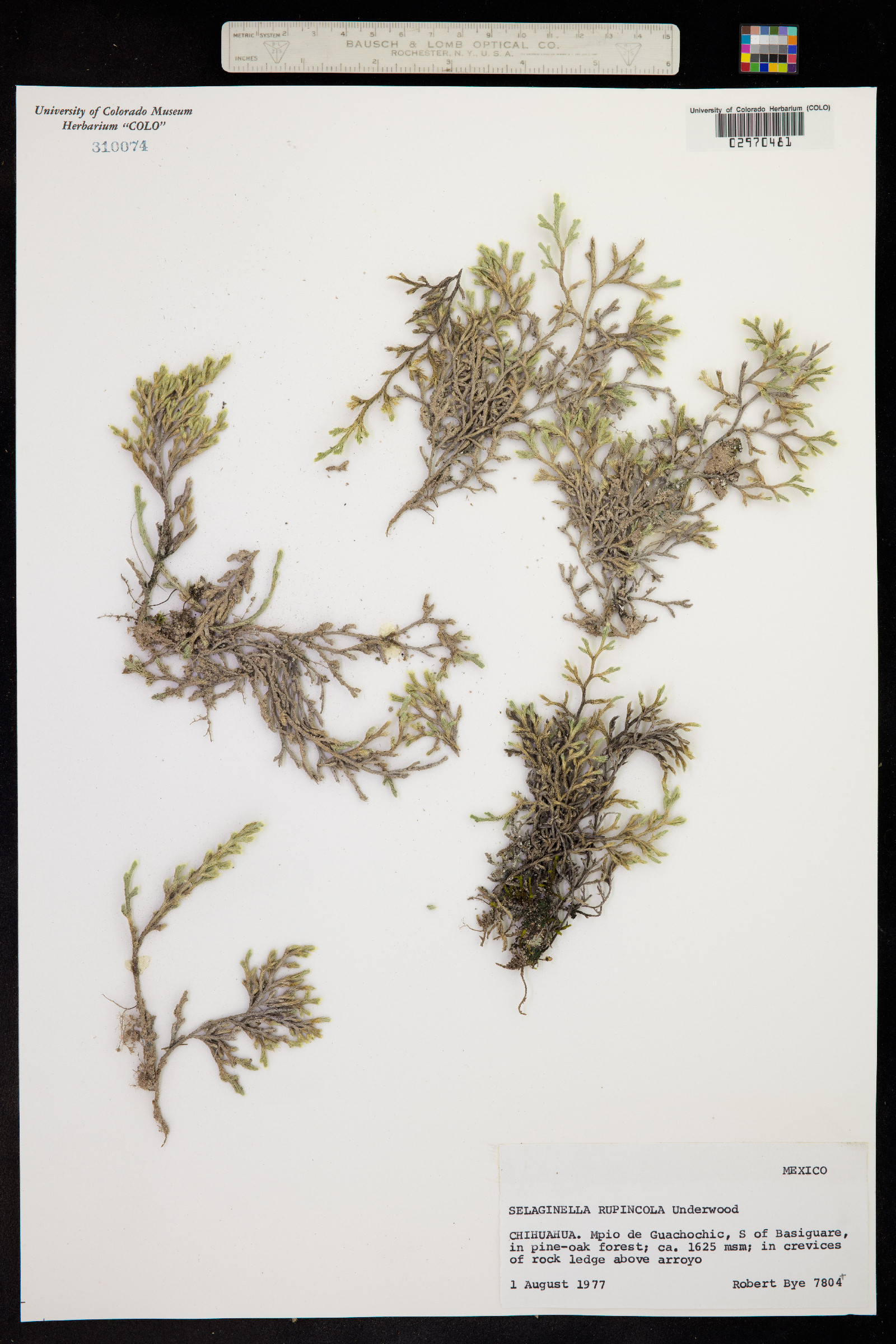 Selaginella rupincola image