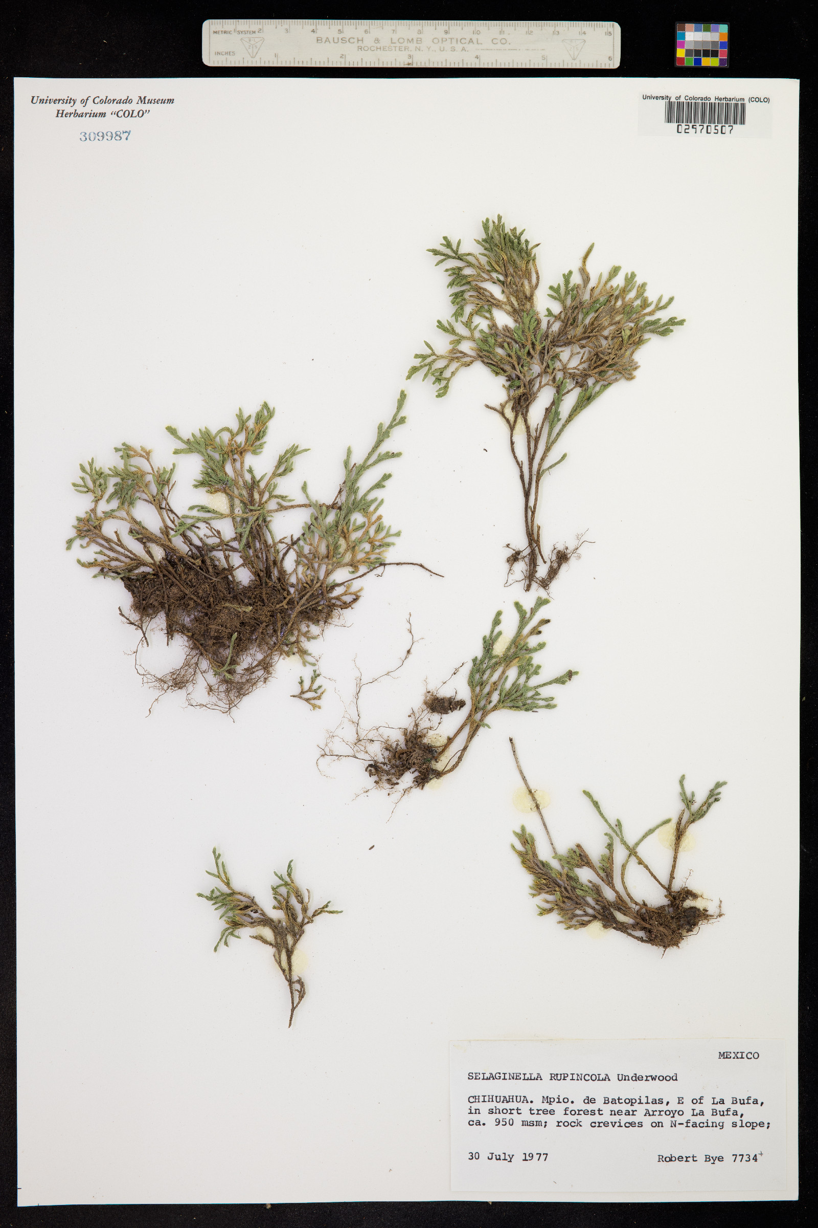 Selaginella rupincola image