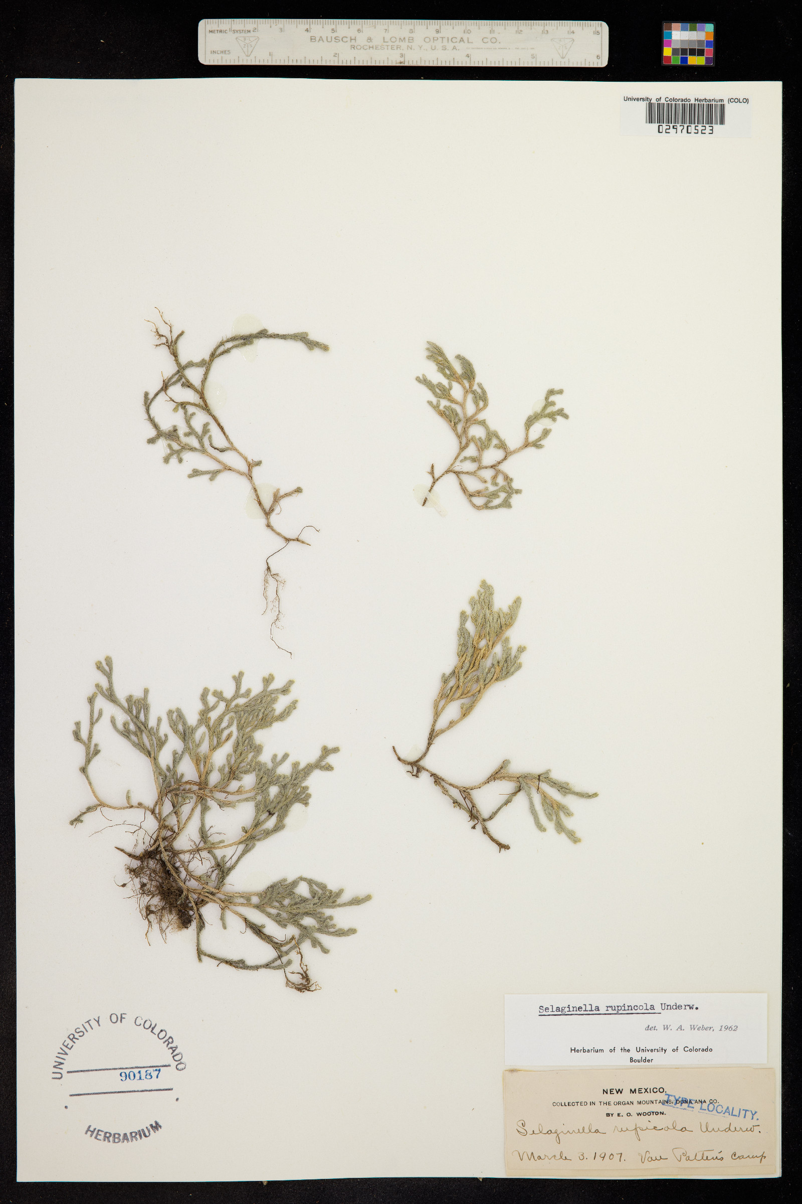 Selaginella rupincola image