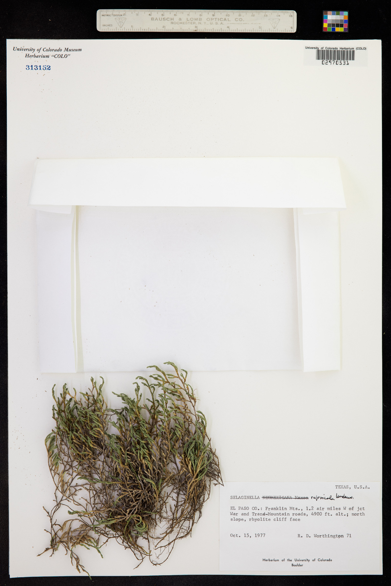 Selaginella rupincola image