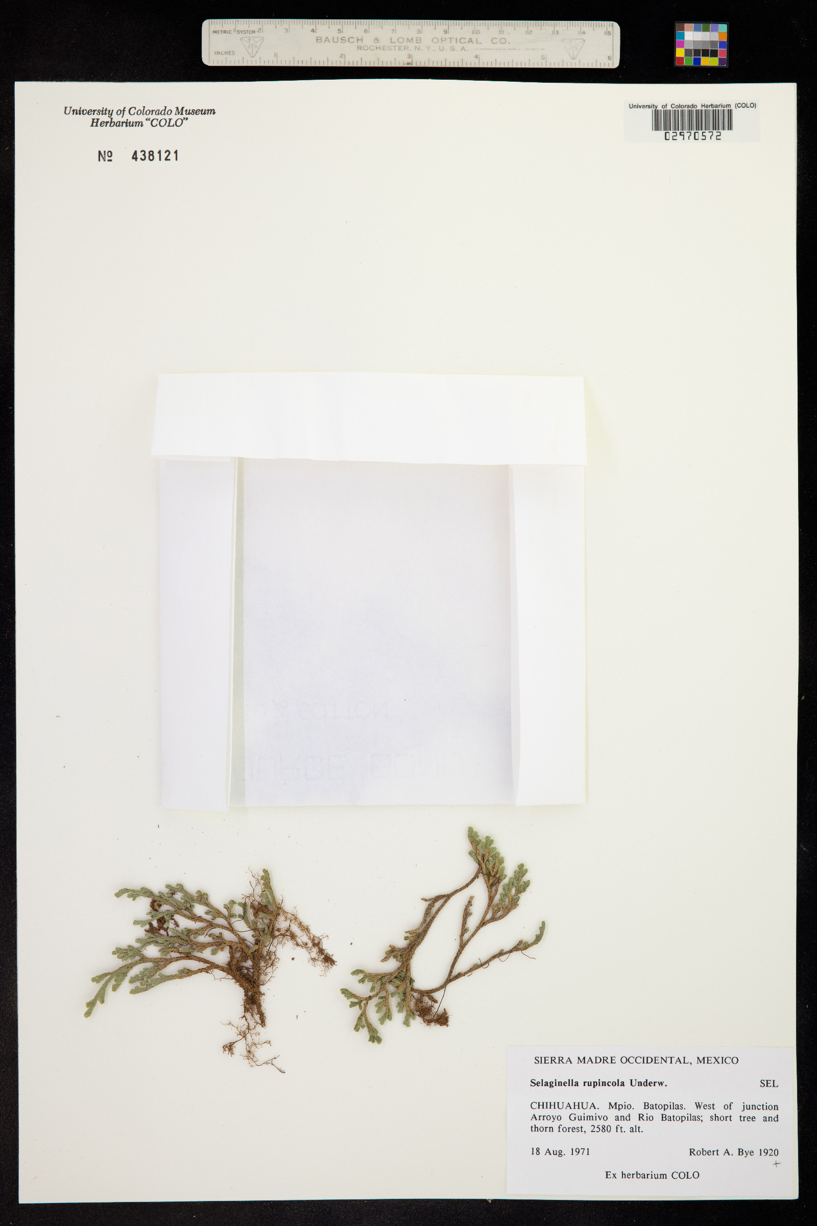 Selaginella rupincola image