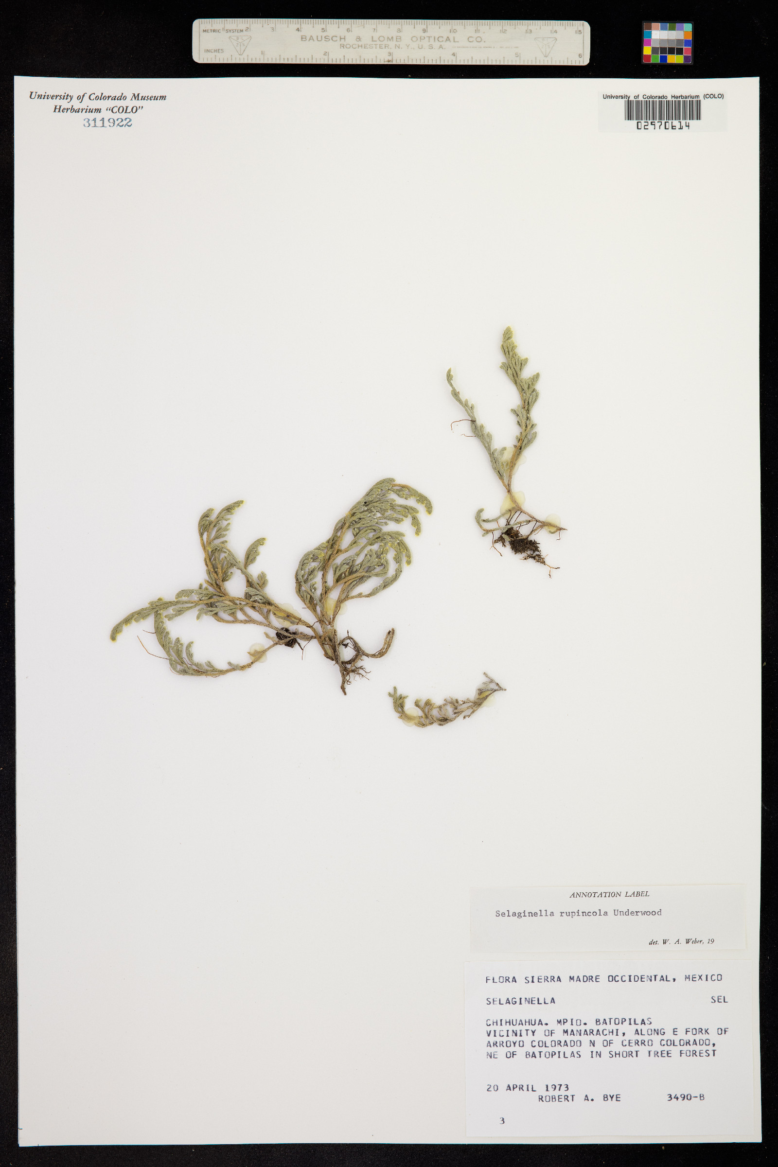 Selaginella rupincola image