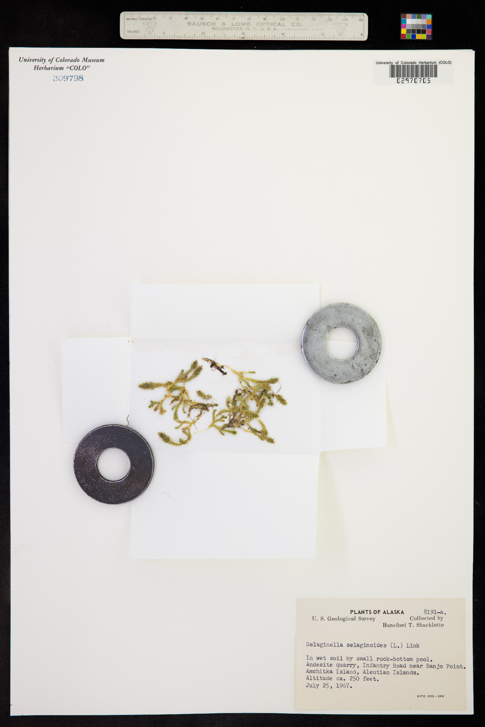 Selaginella selaginoides image