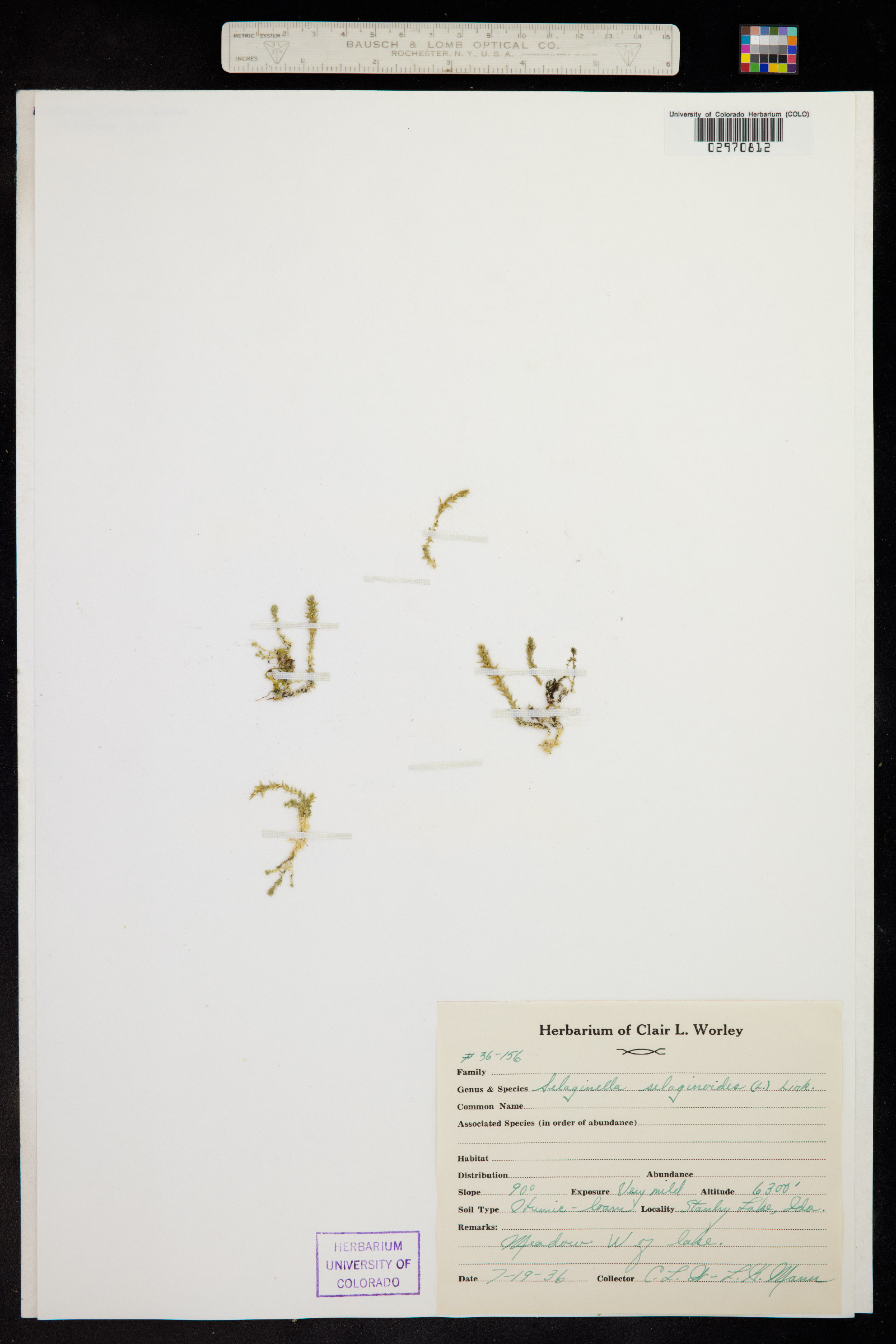 Selaginella selaginoides image