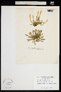 Image of Selaginella selaginoides