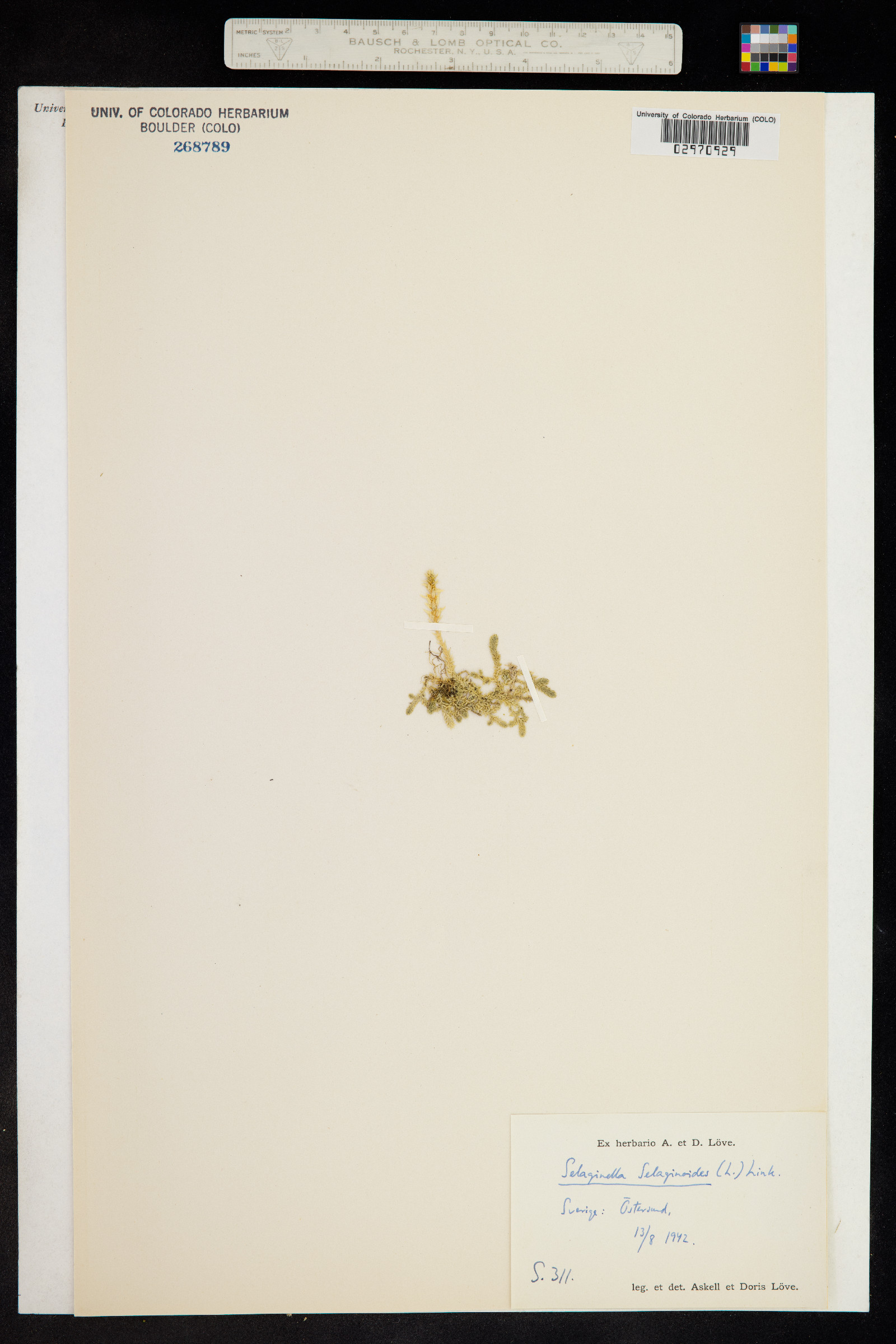 Selaginella selaginoides image