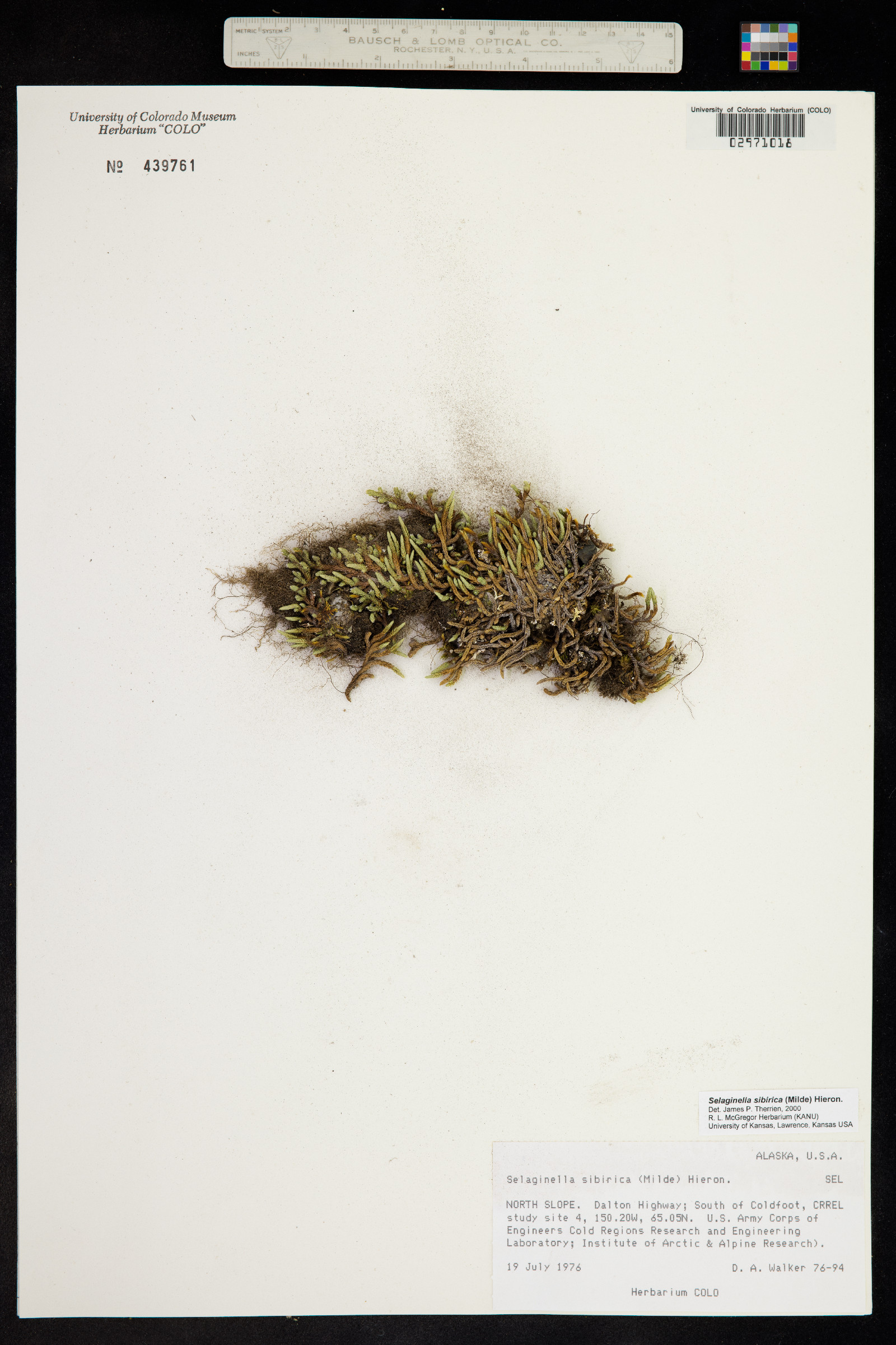 Selaginella sibirica image