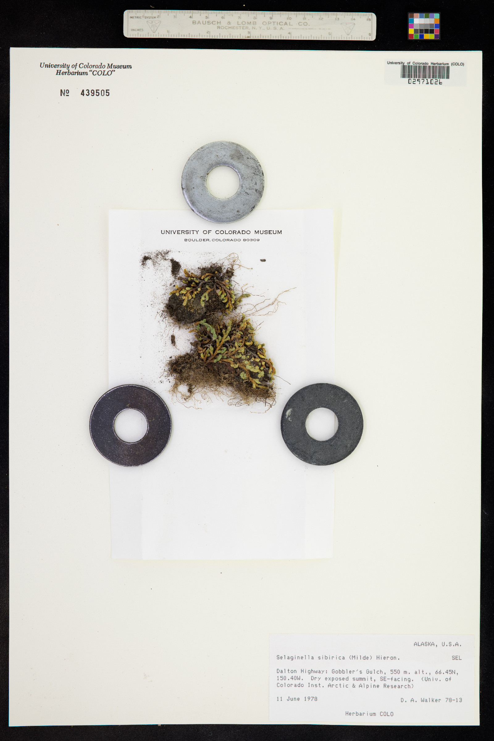 Selaginella sibirica image