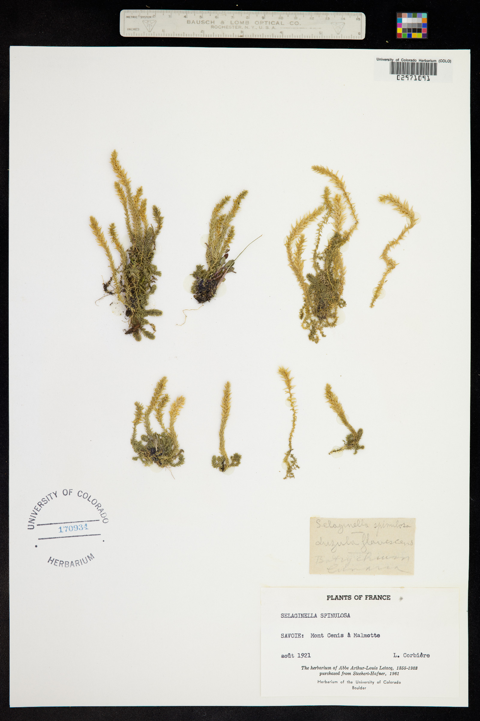 Selaginella spinulosa image