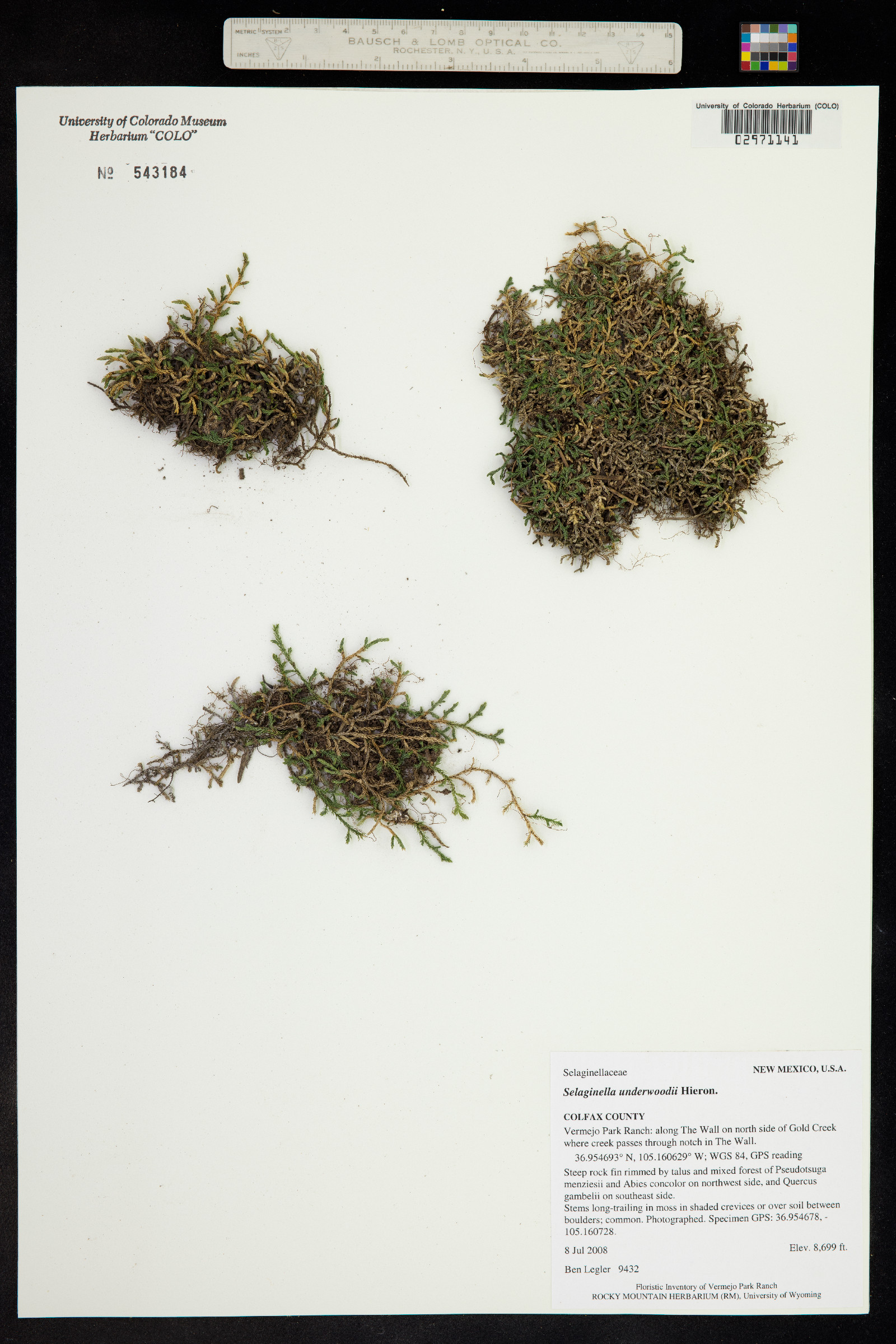 Selaginella underwoodii image