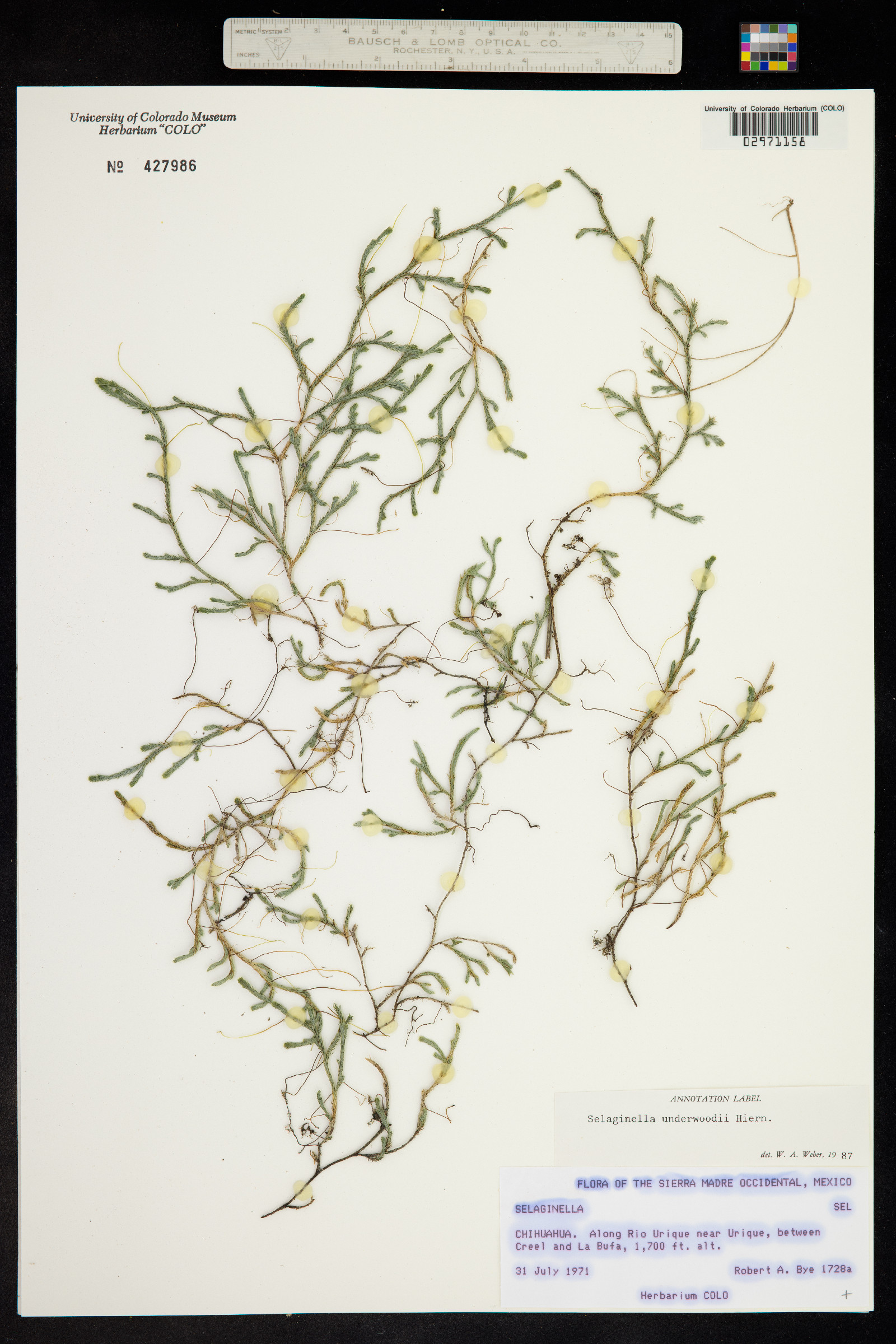Selaginella underwoodii image