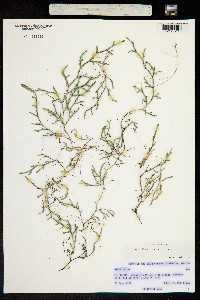 Selaginella underwoodii image