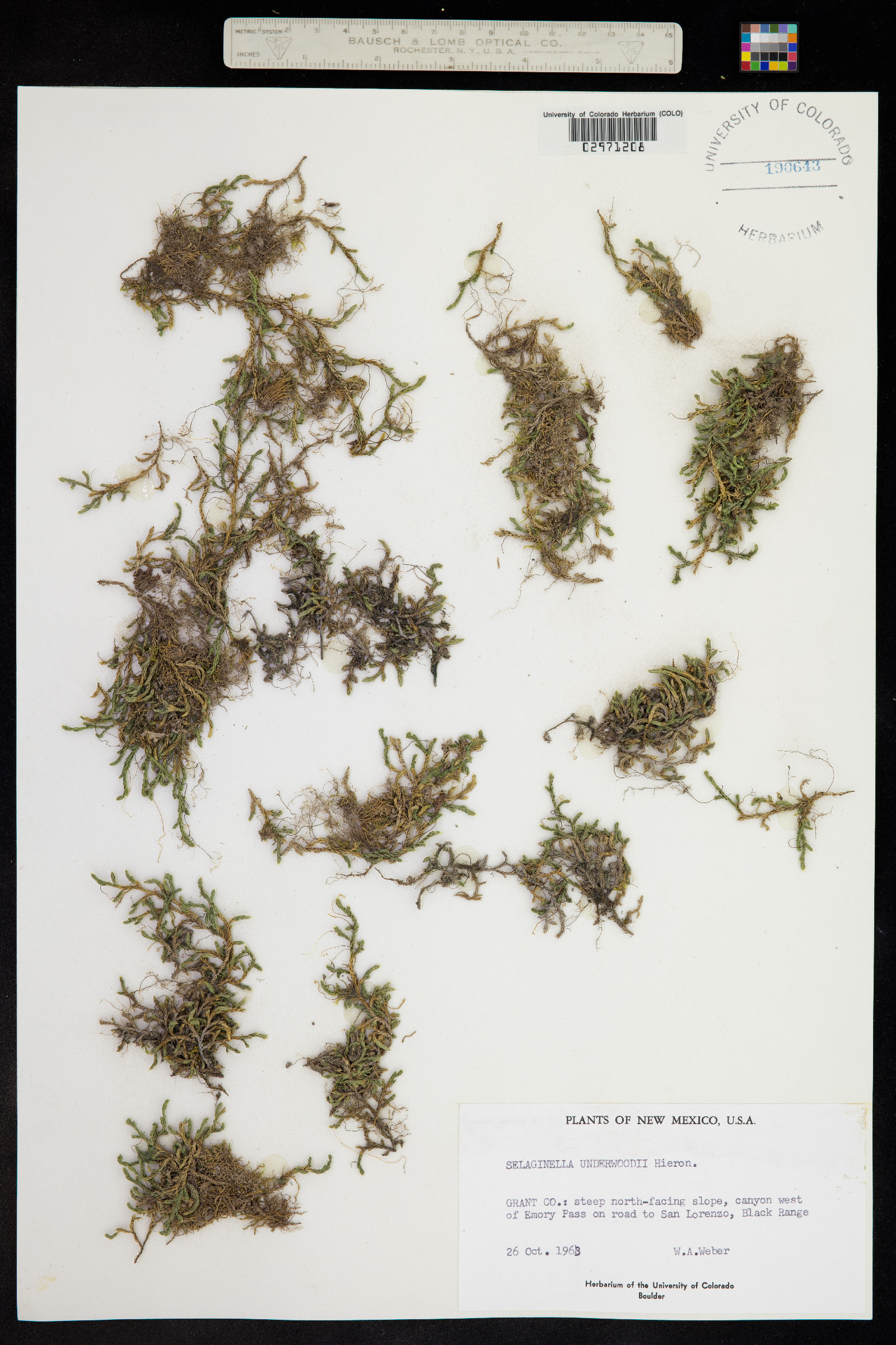 Selaginella underwoodii image