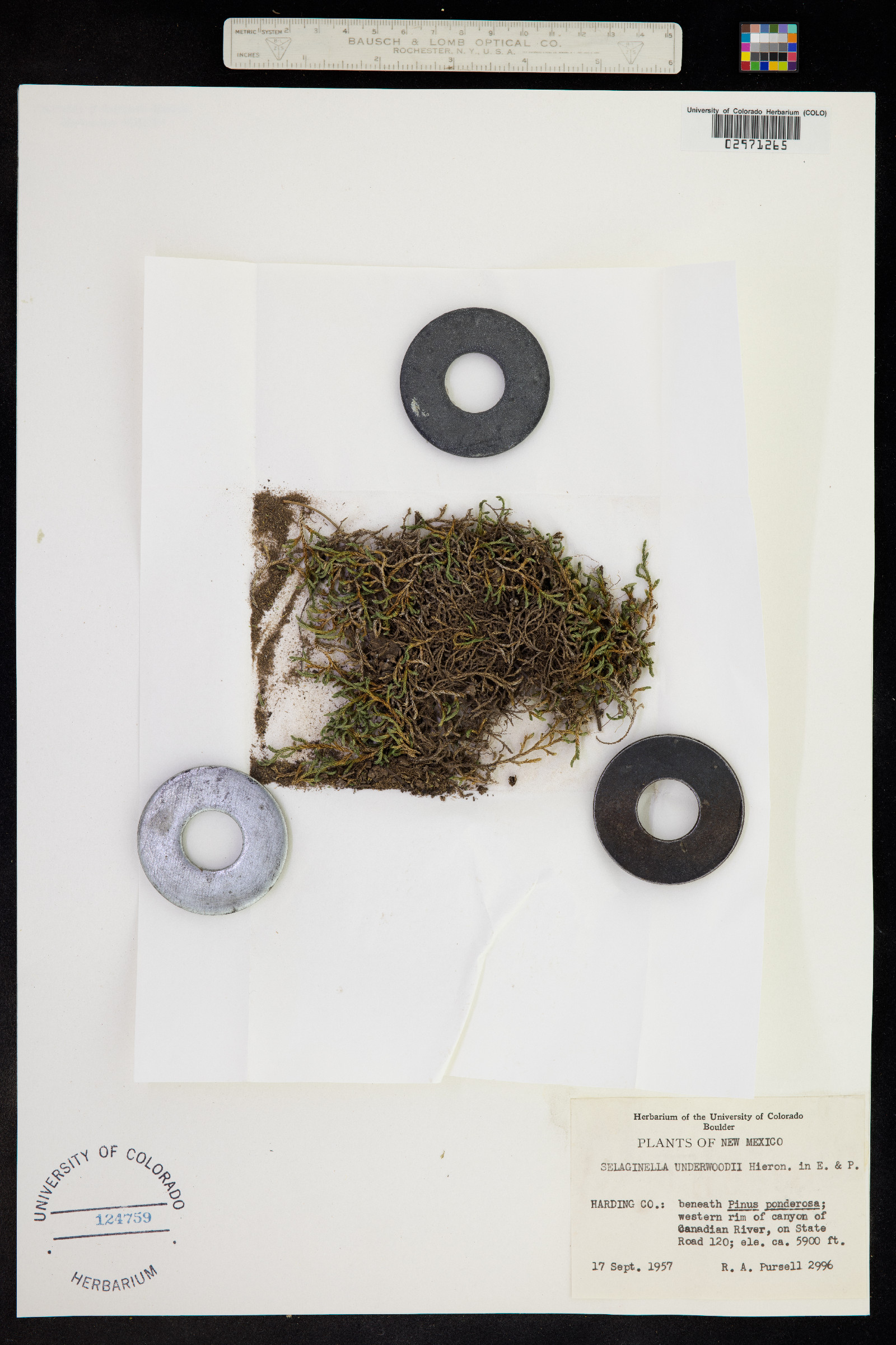 Selaginella underwoodii image