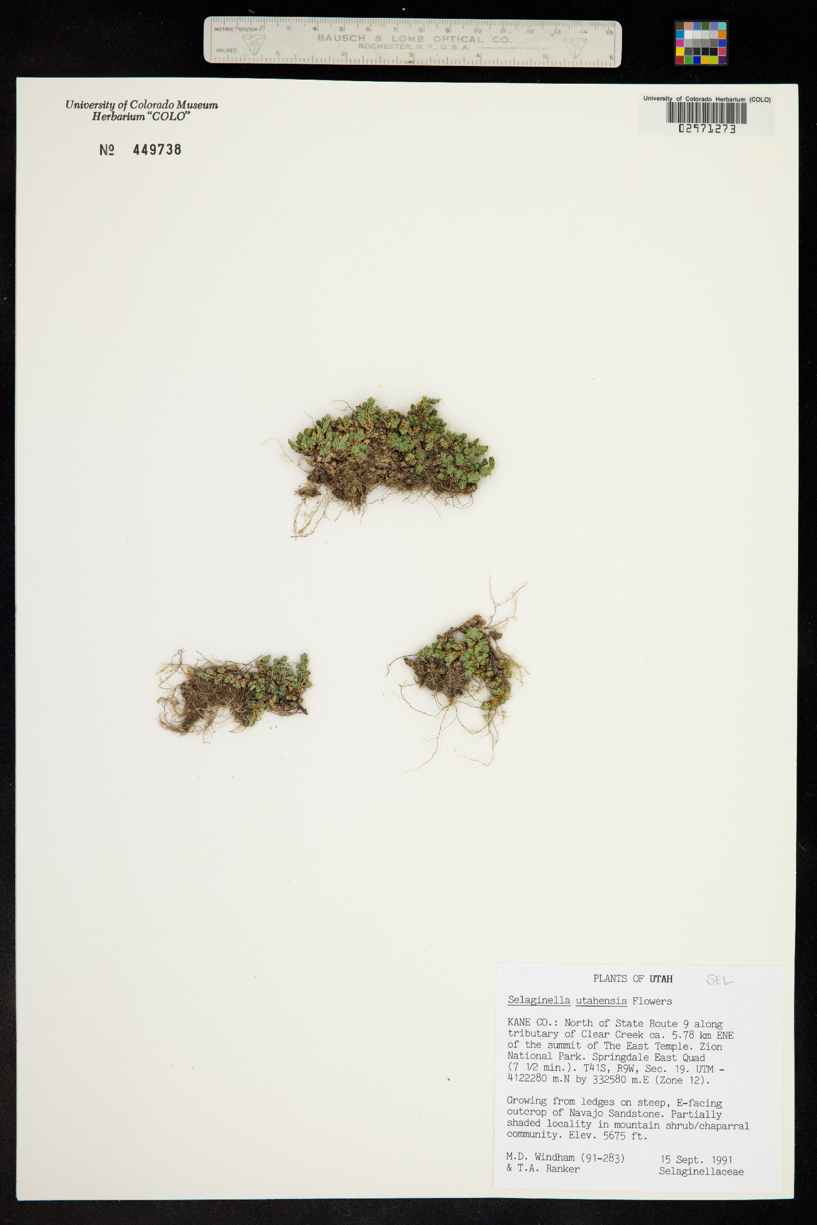 Selaginella underwoodii image