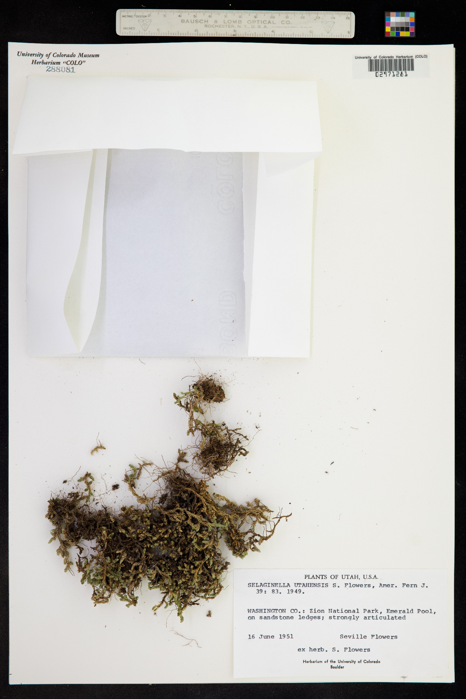 Selaginella underwoodii image