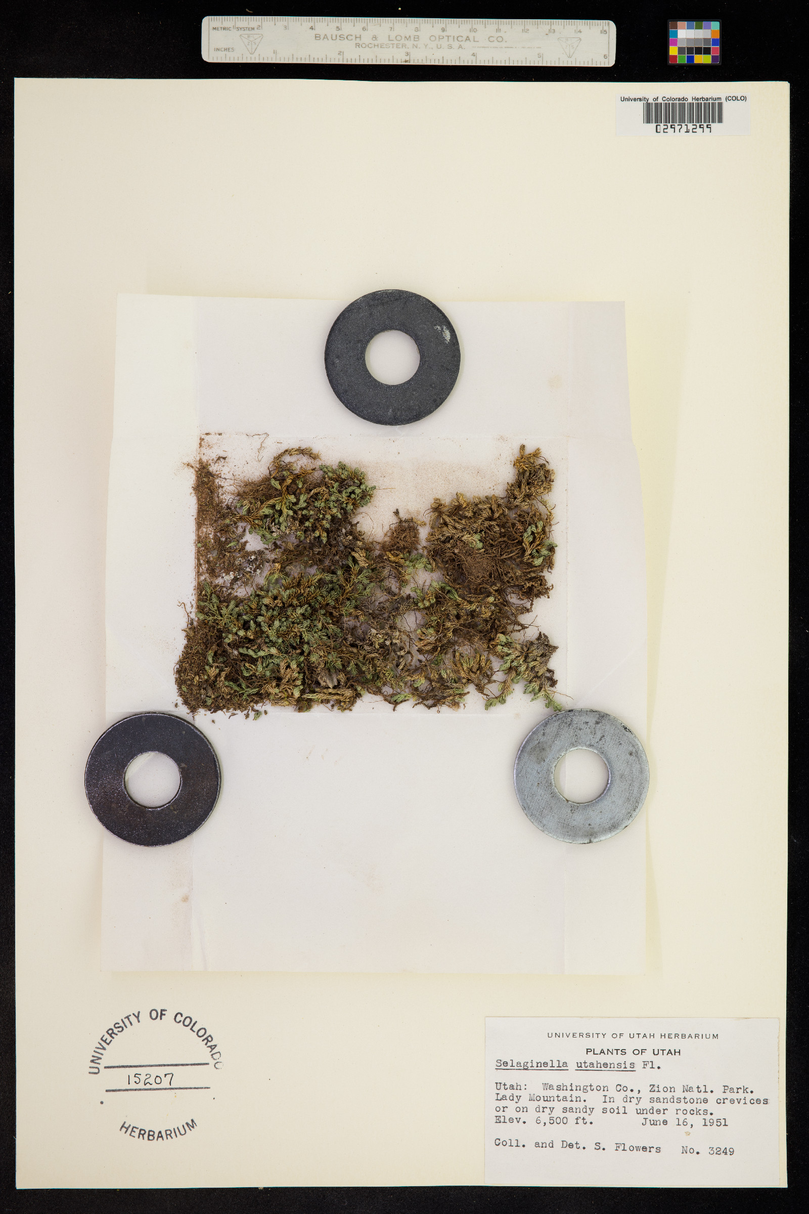 Selaginella underwoodii image