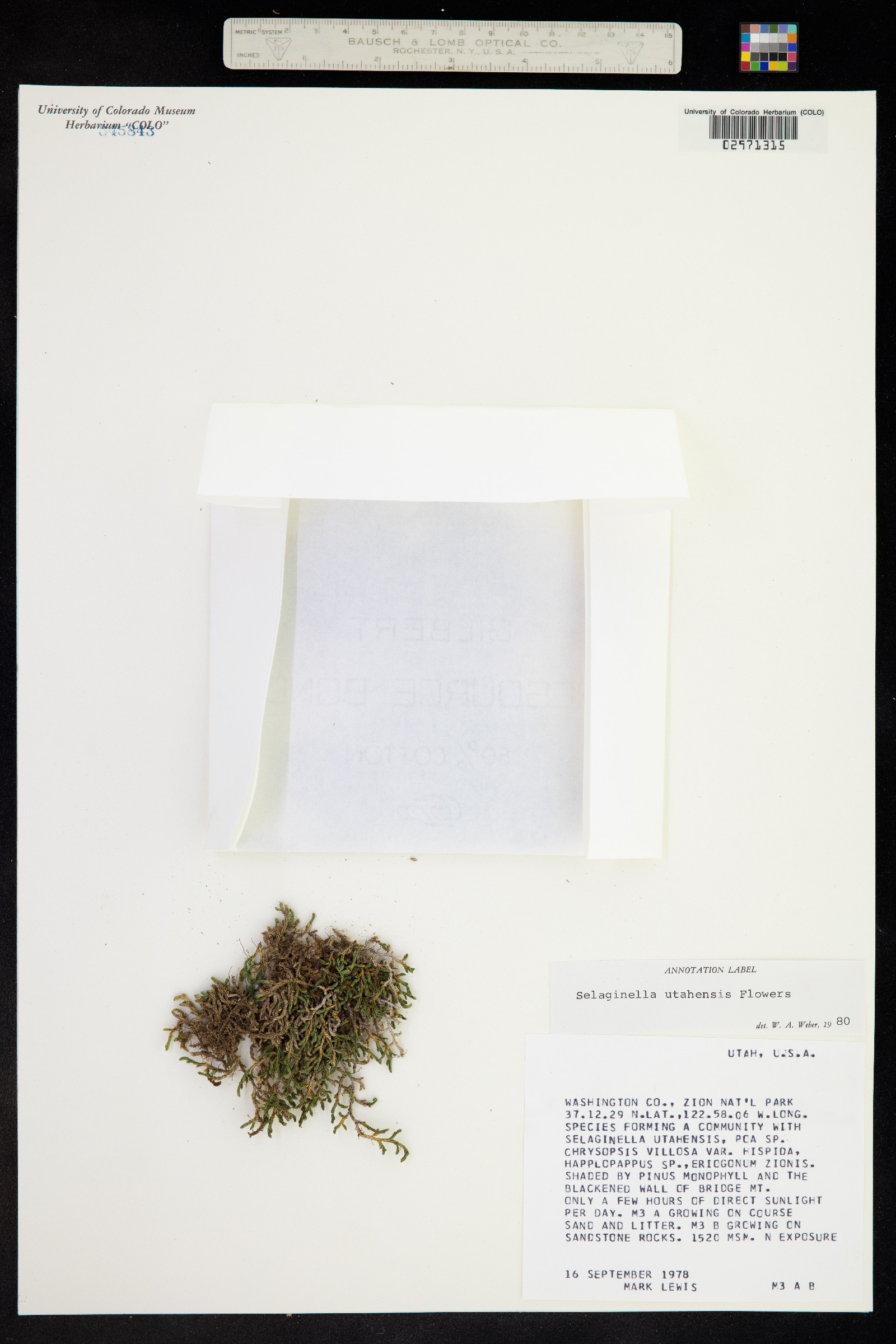 Selaginella underwoodii image