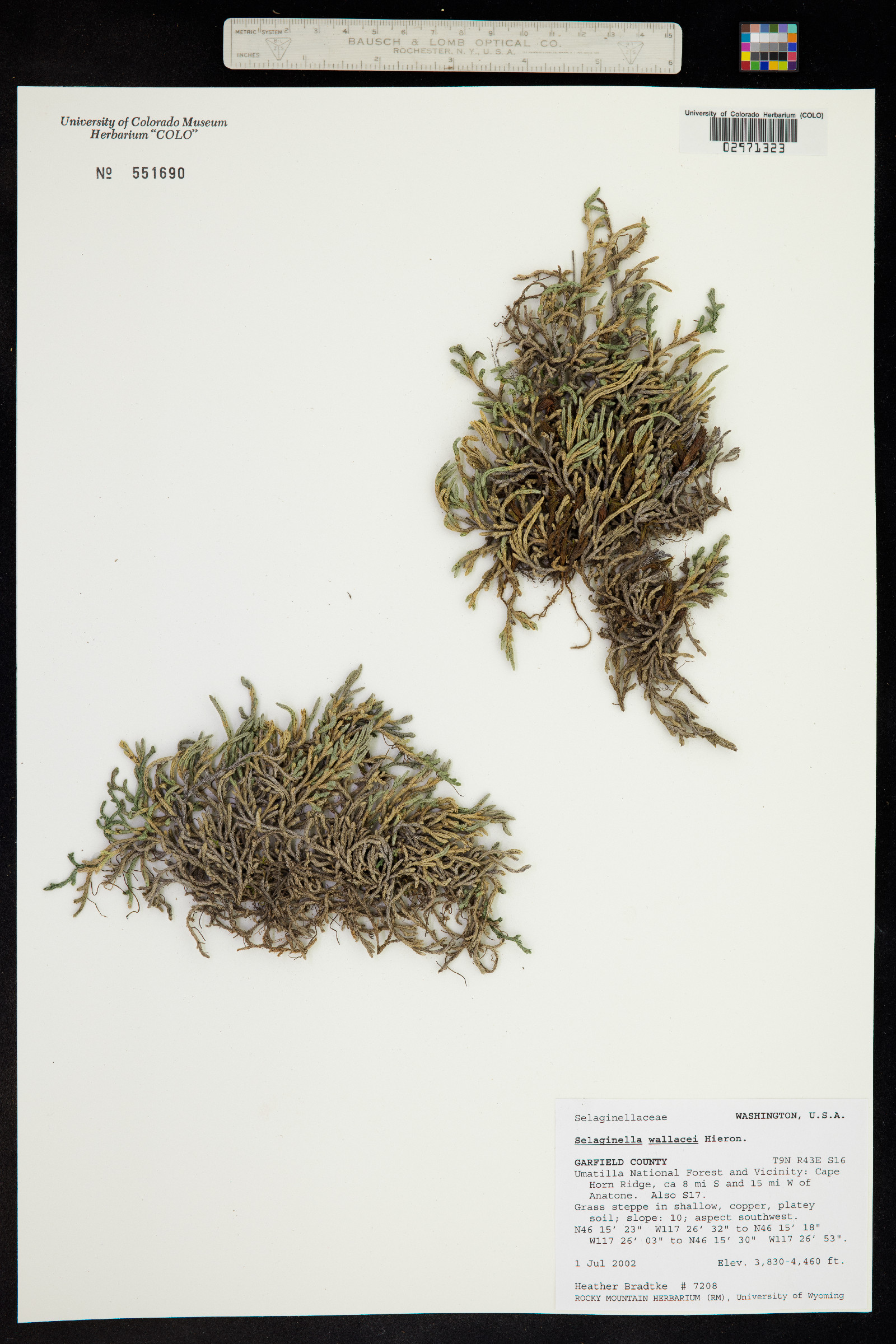 Selaginella wallacei image