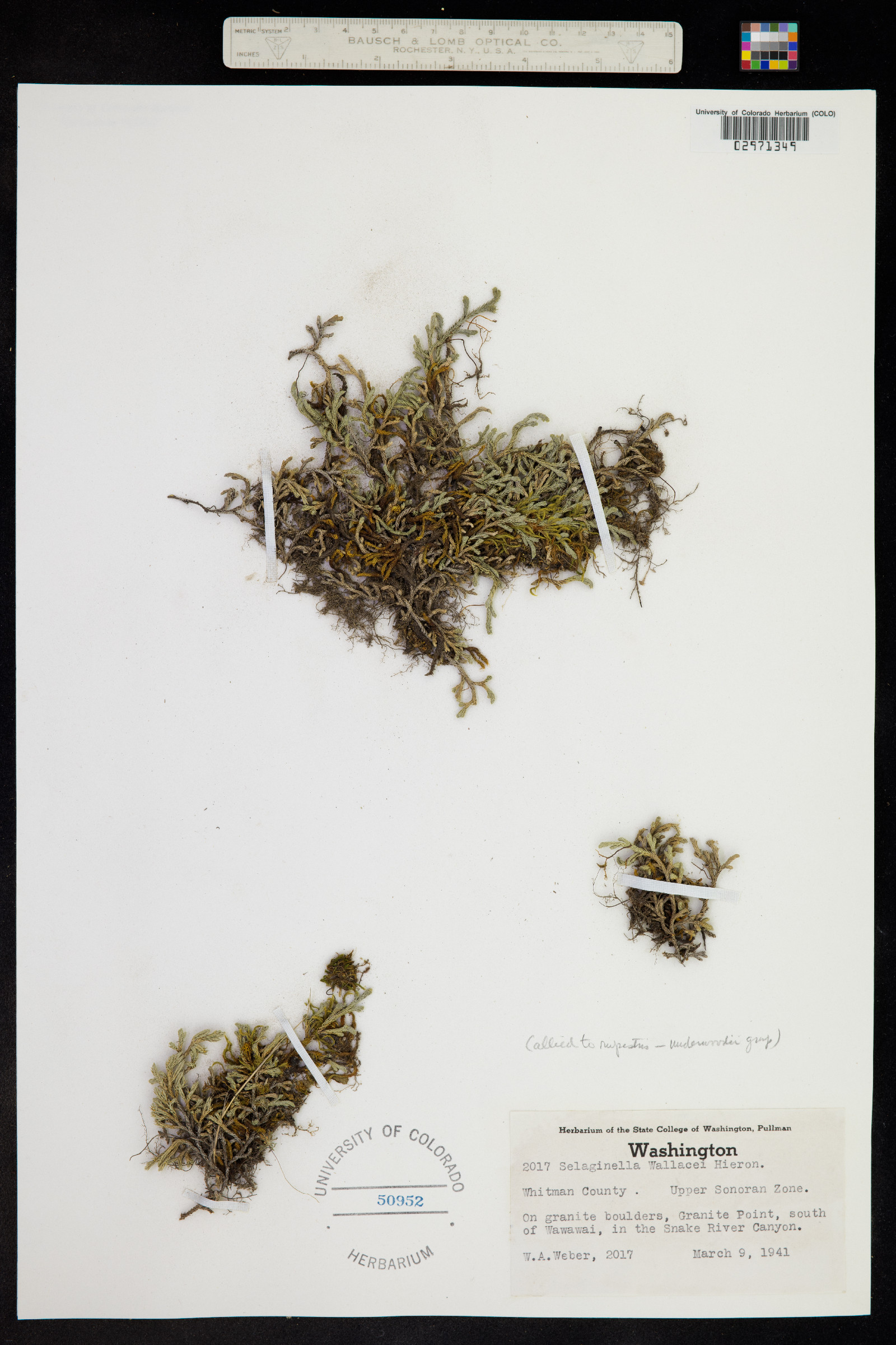 Selaginella wallacei image