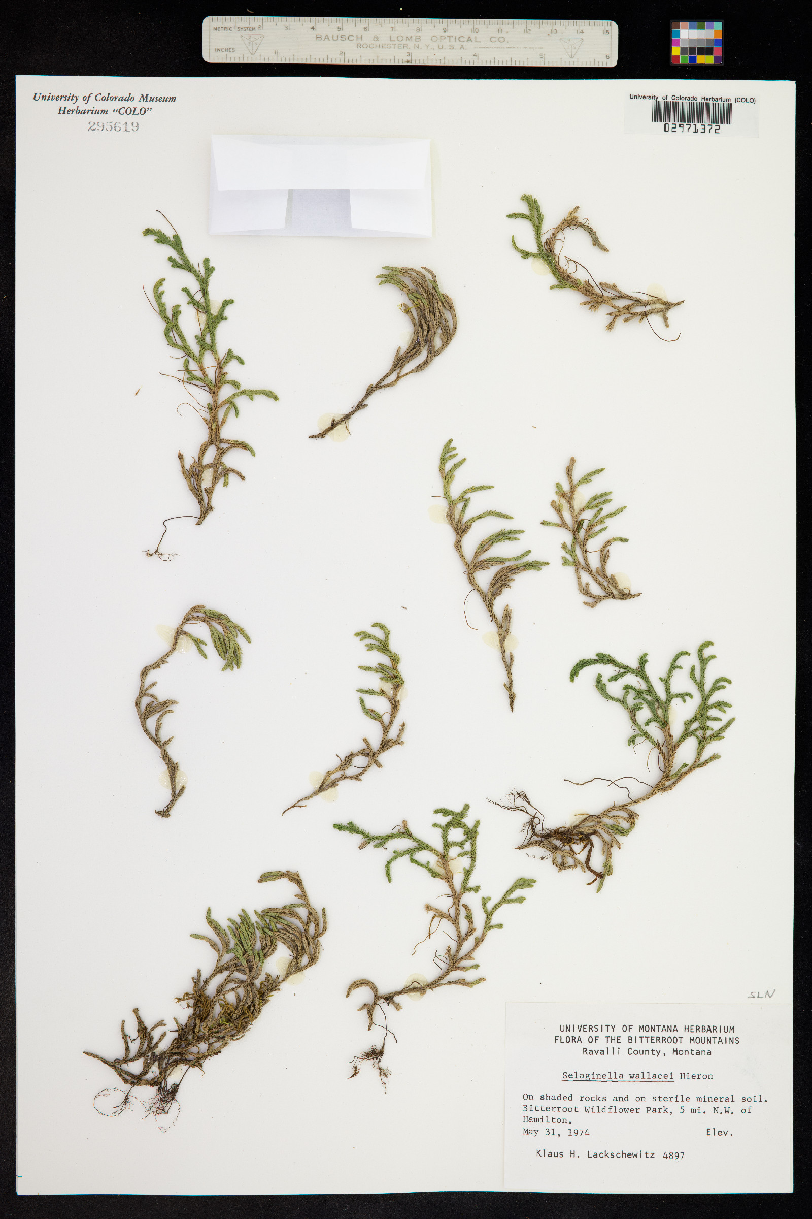 Selaginella wallacei image
