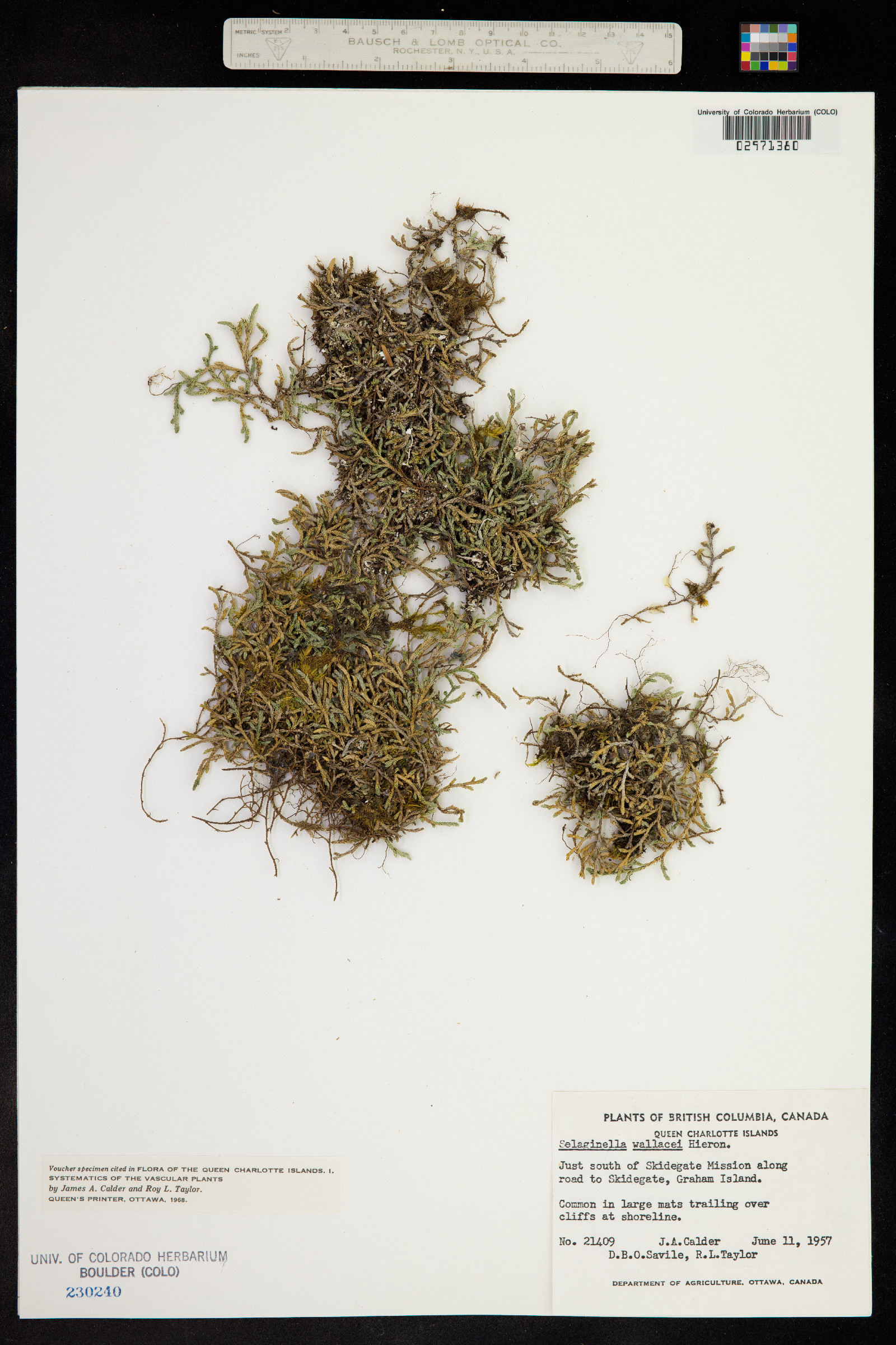 Selaginella wallacei image