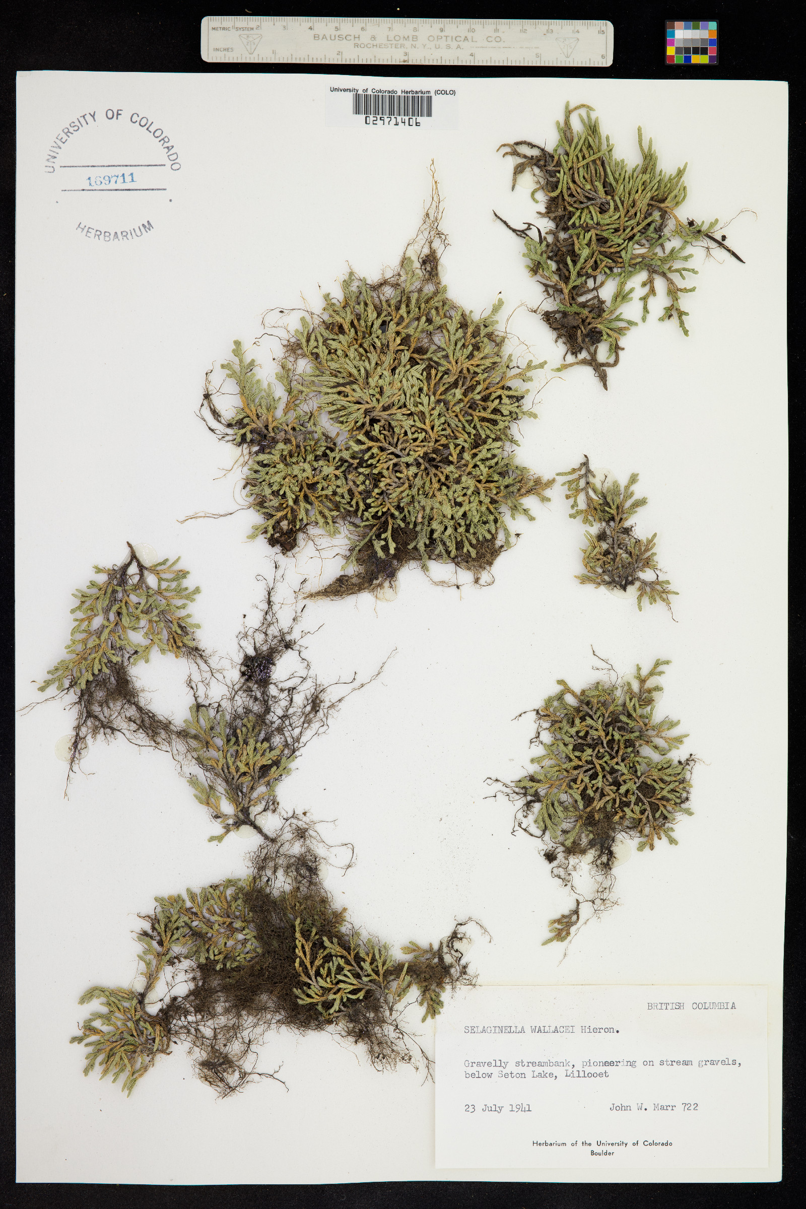 Selaginella wallacei image
