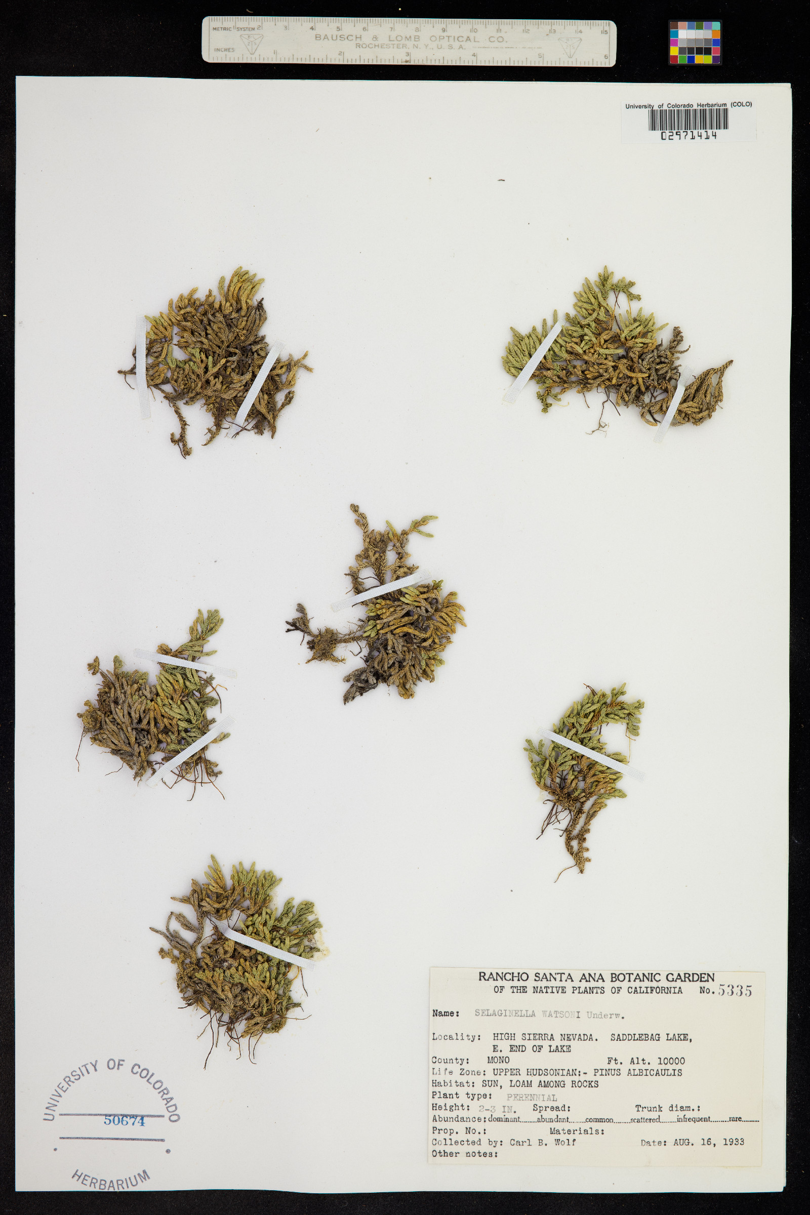 Selaginella watsonii image