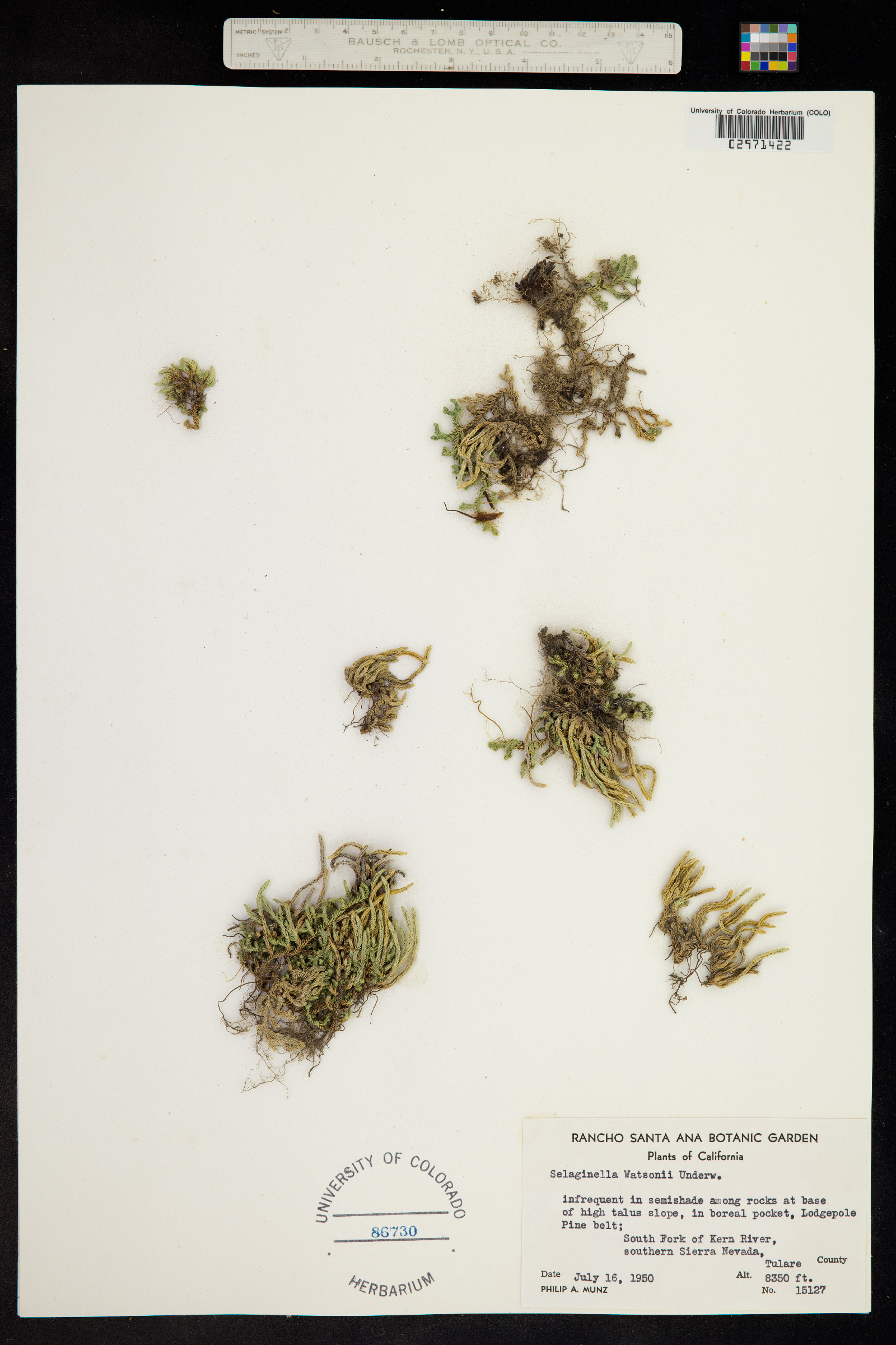 Selaginella watsonii image