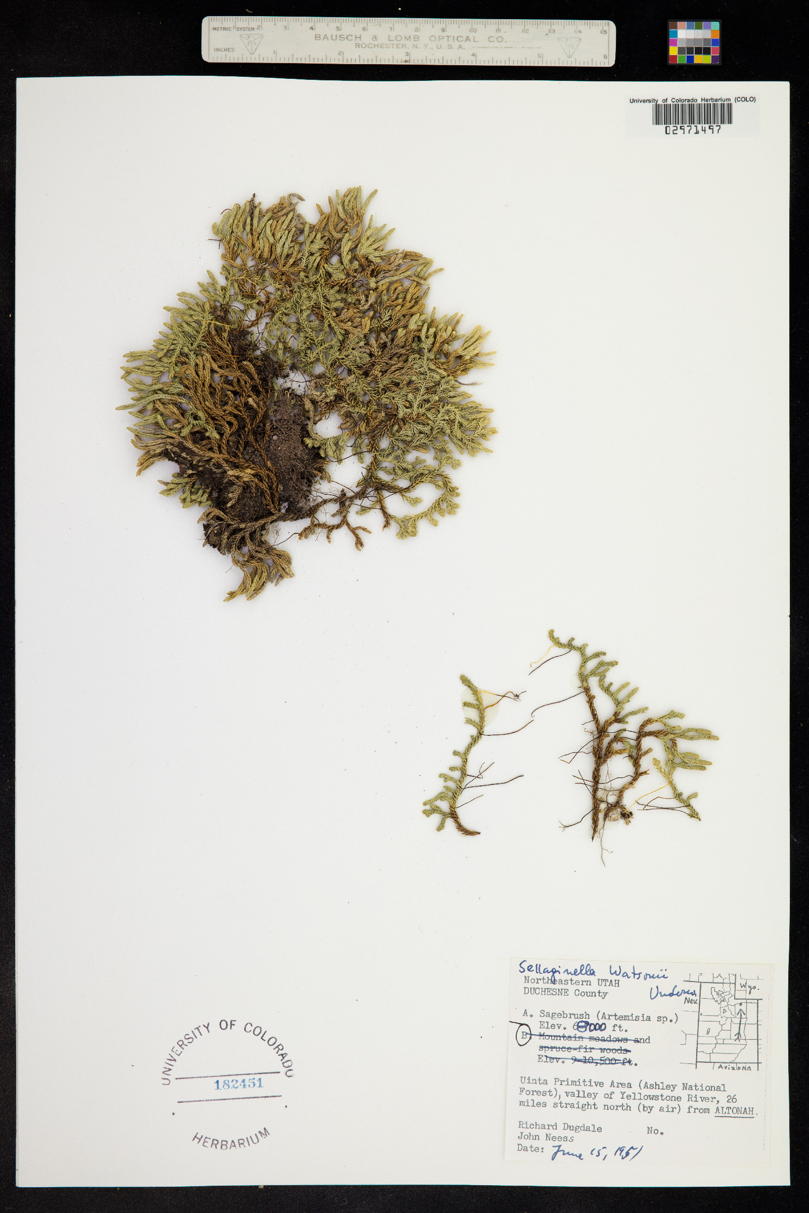 Selaginella watsonii image
