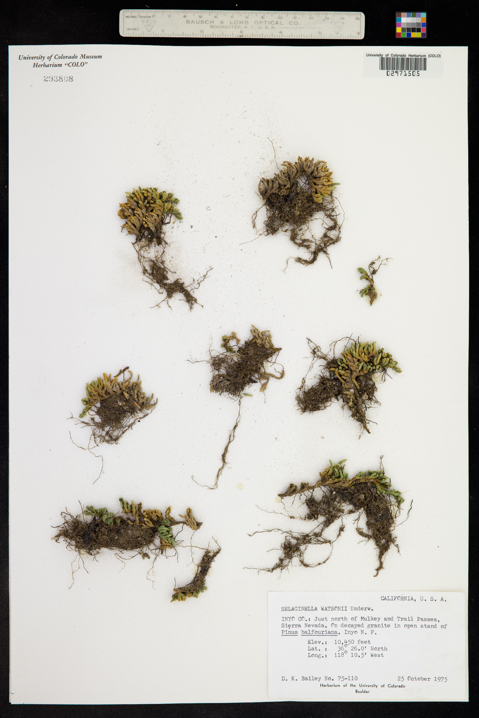 Selaginella watsonii image