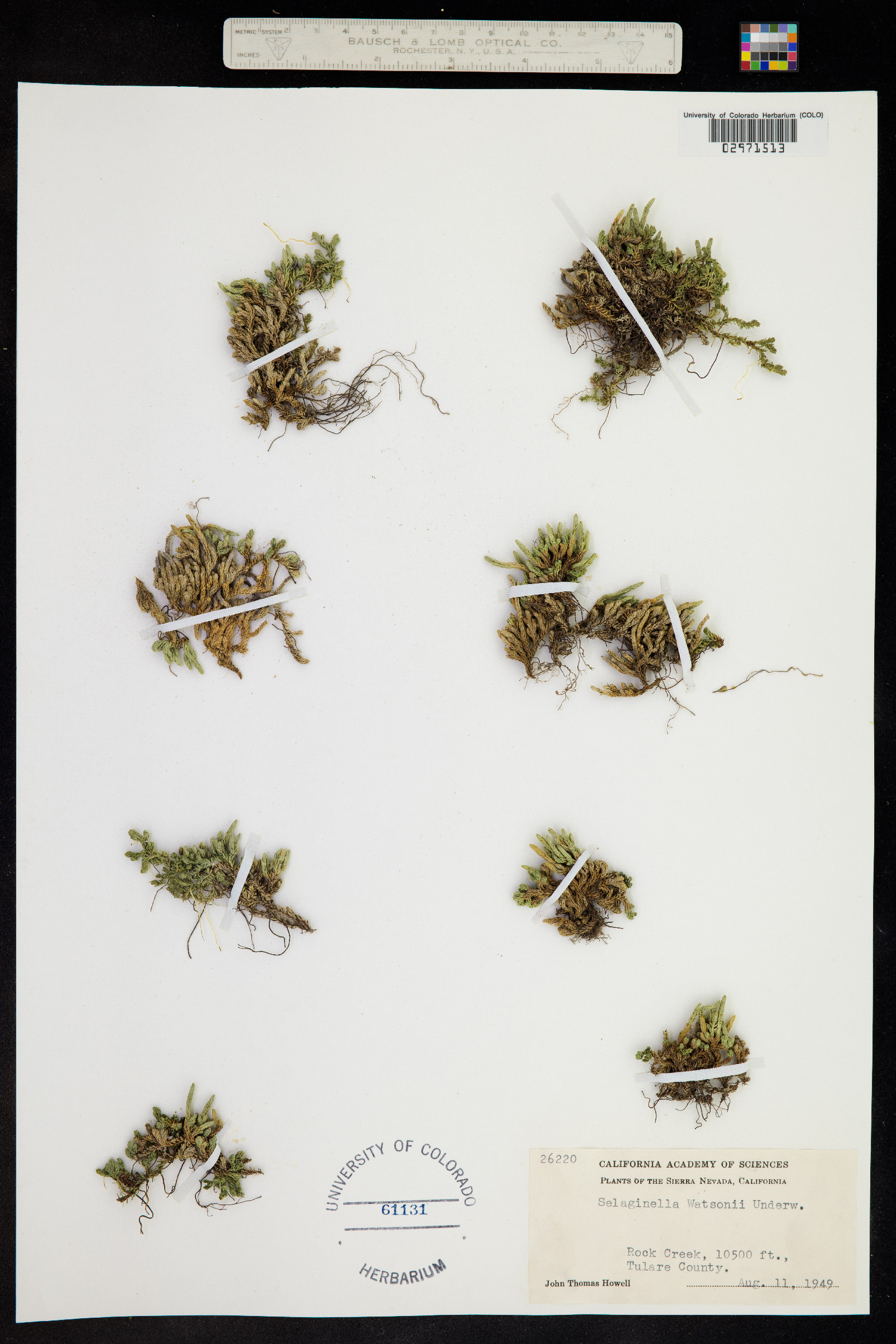 Selaginella watsonii image