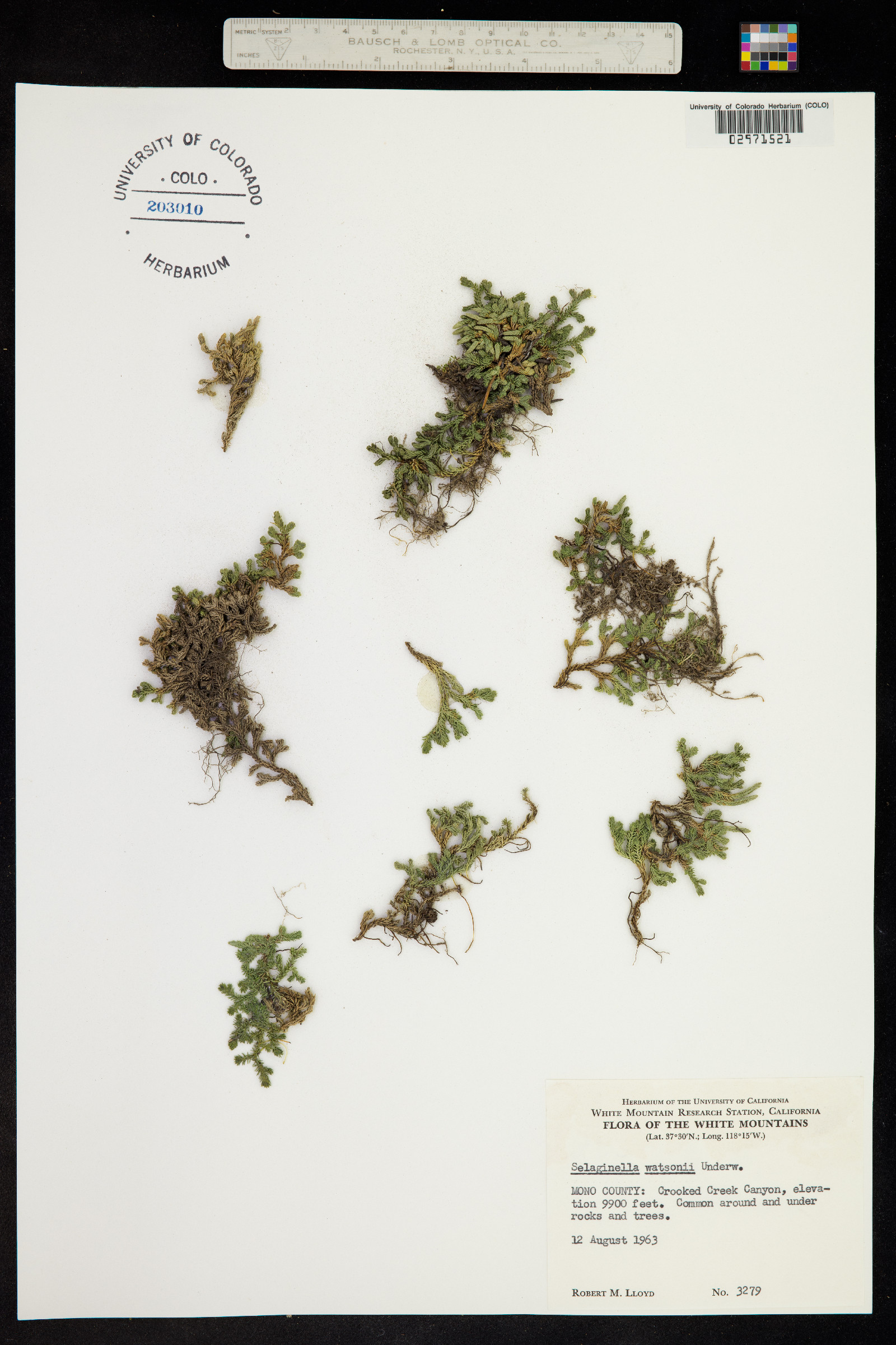 Selaginella watsonii image