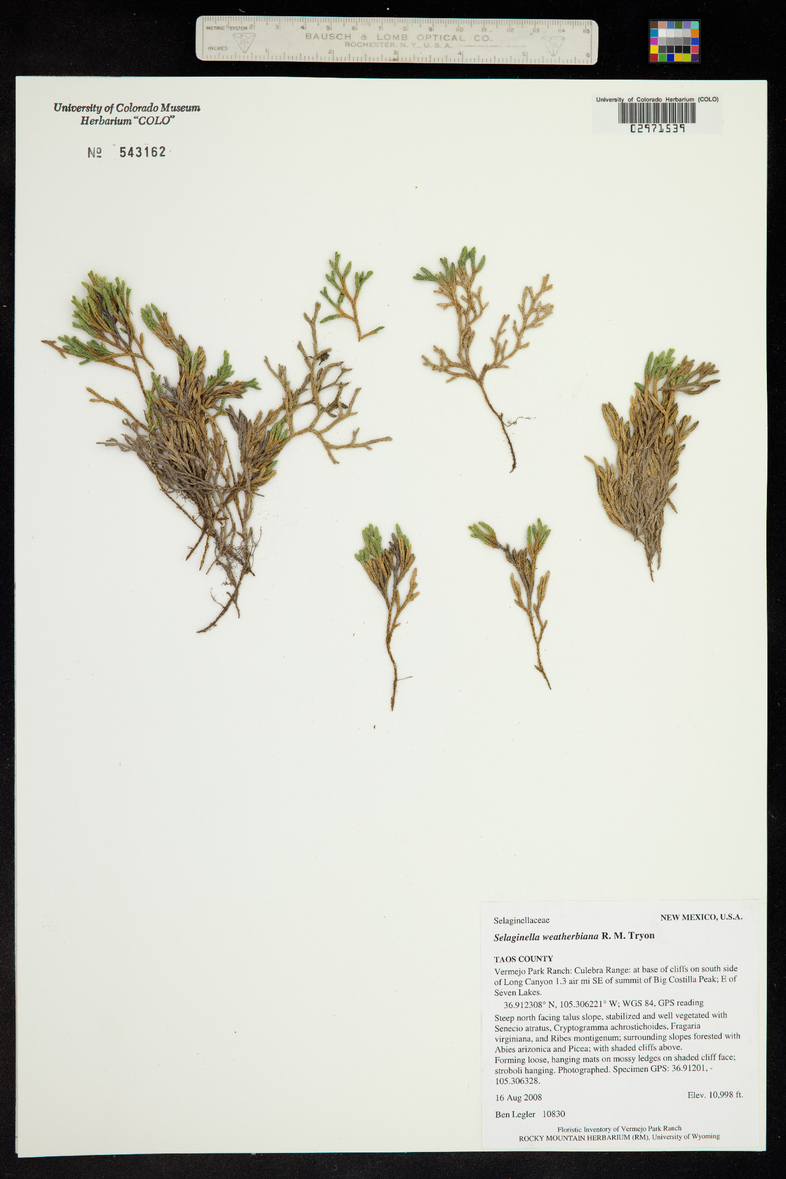 Selaginella weatherbiana image