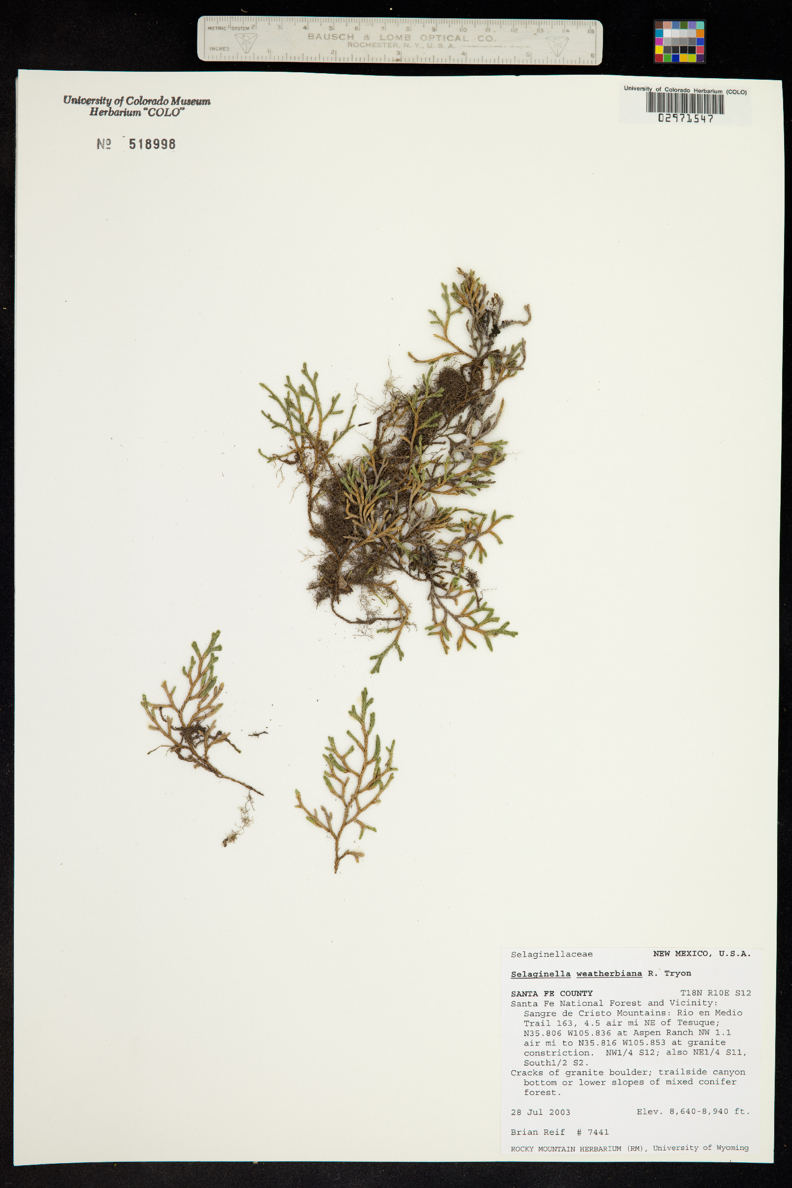 Selaginella weatherbiana image