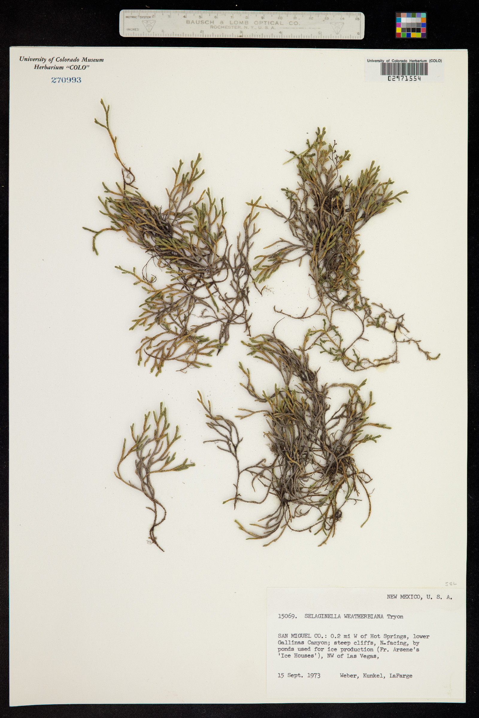 Selaginella weatherbiana image