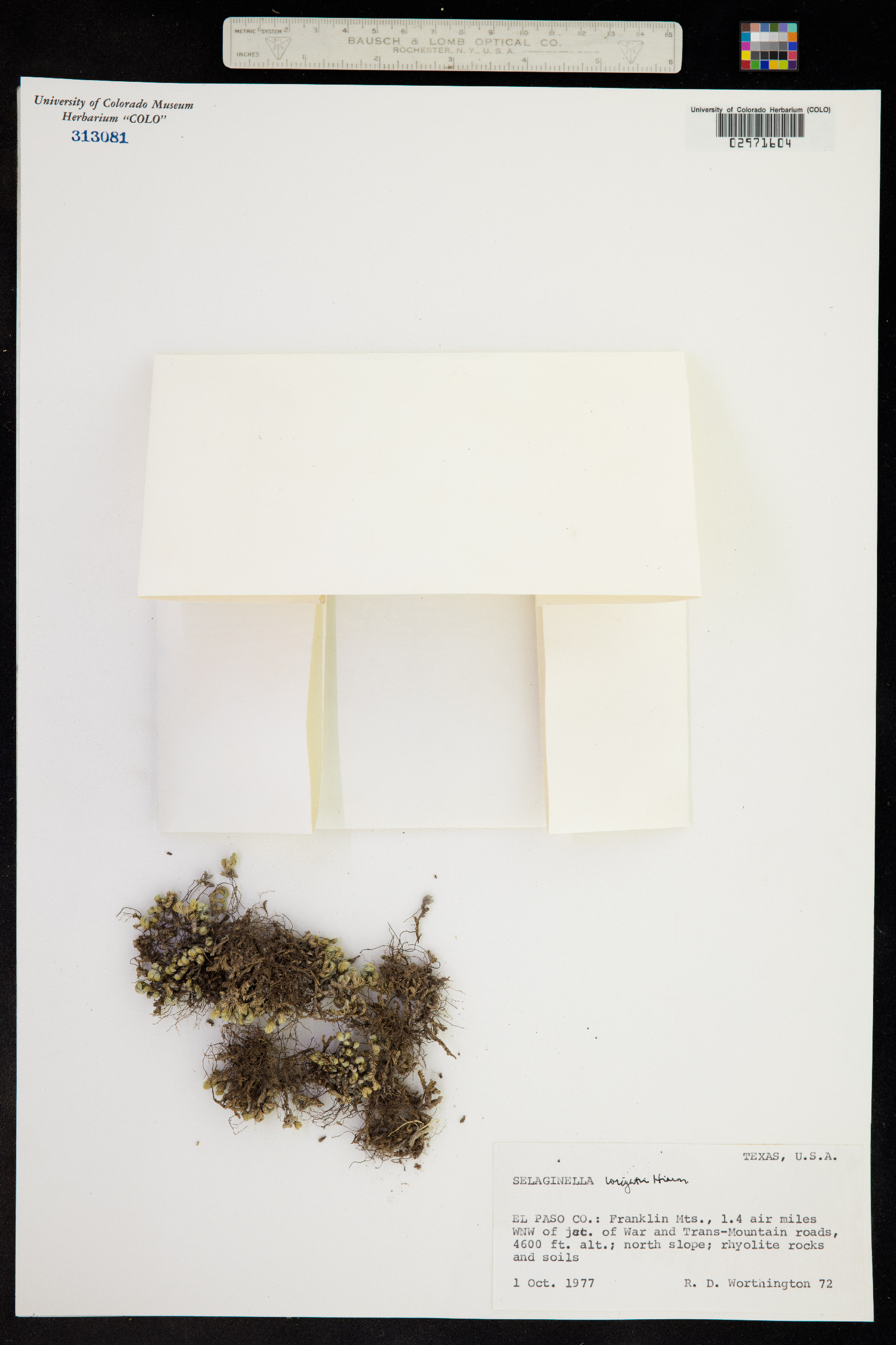 Selaginella wrightii image