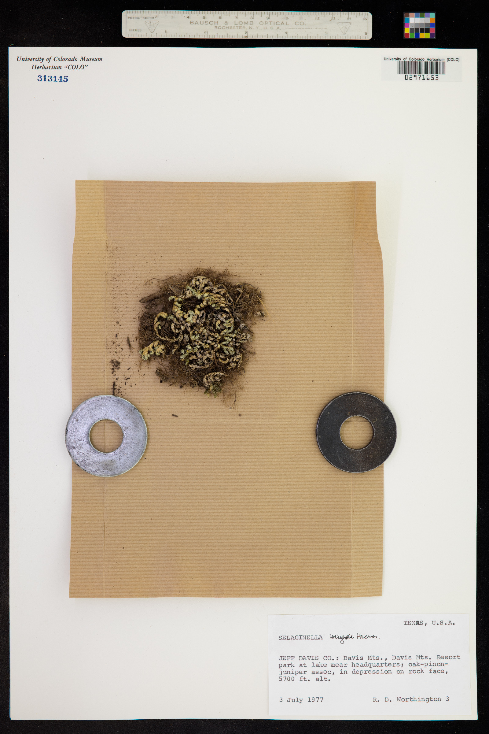 Selaginella wrightii image