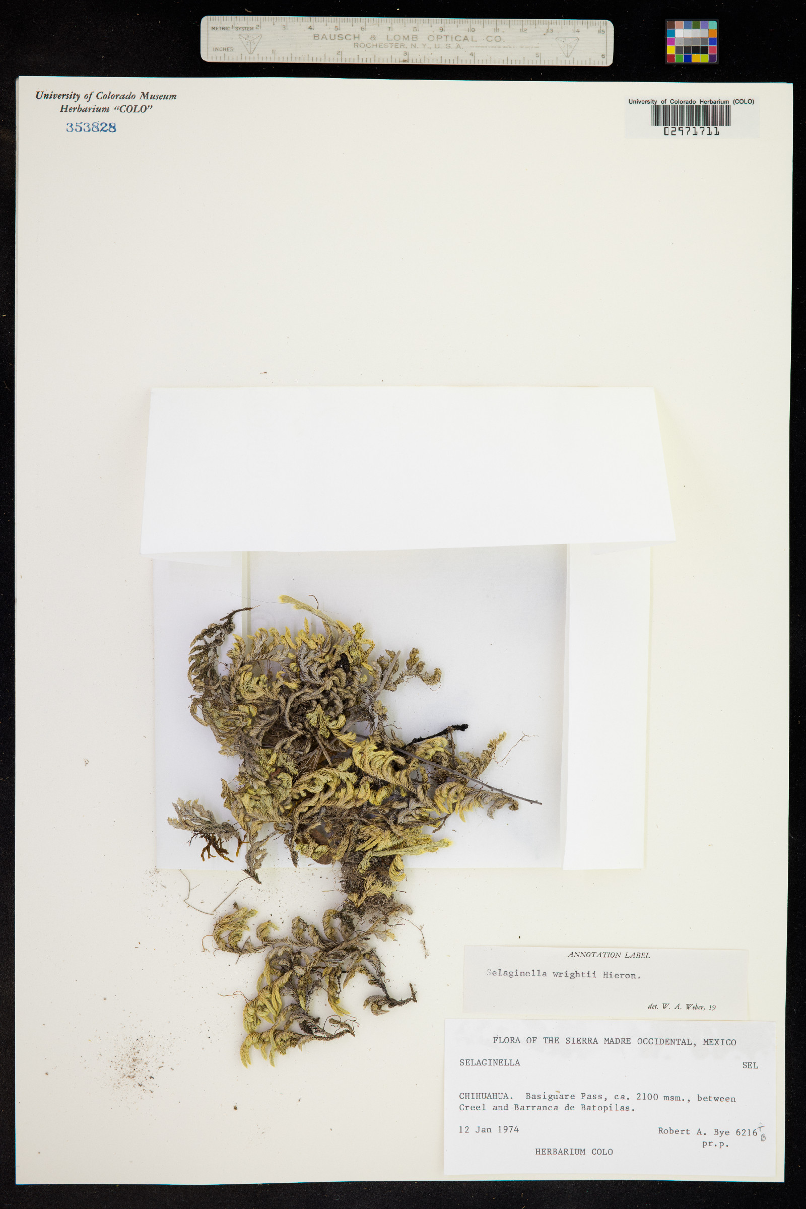 Selaginella wrightii image