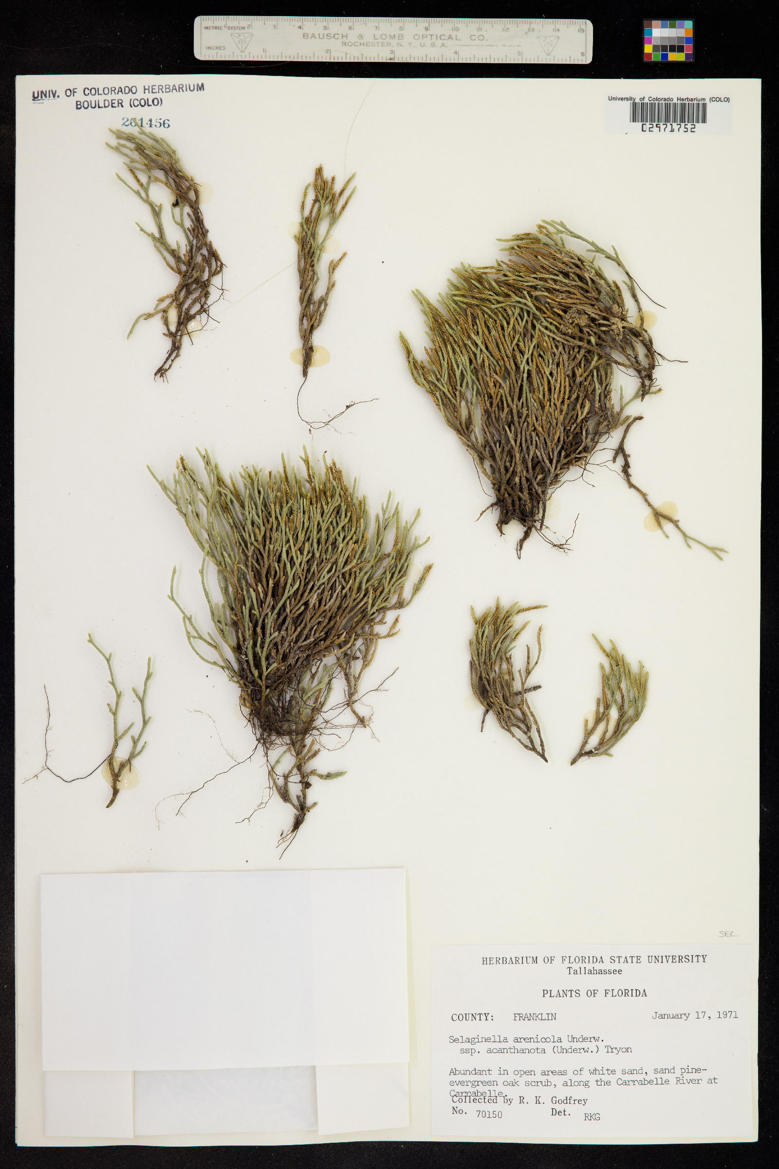 Selaginella arenicola image