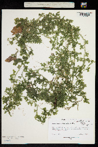 Selaginella australiensis image