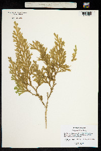 Selaginella falcata image