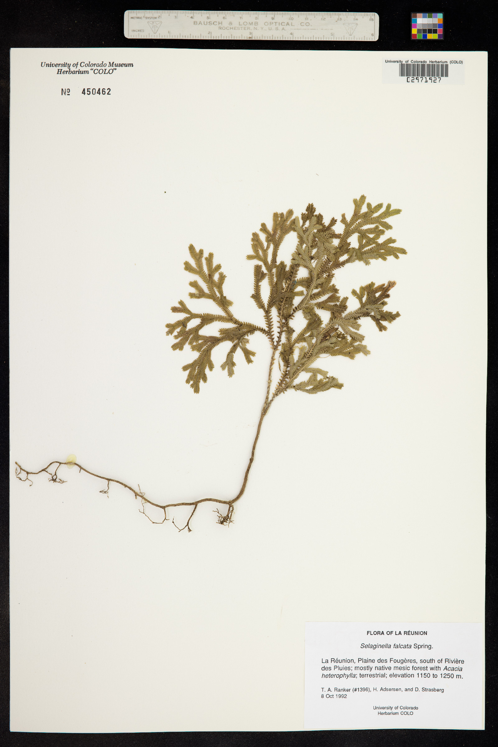 Selaginella falcata image