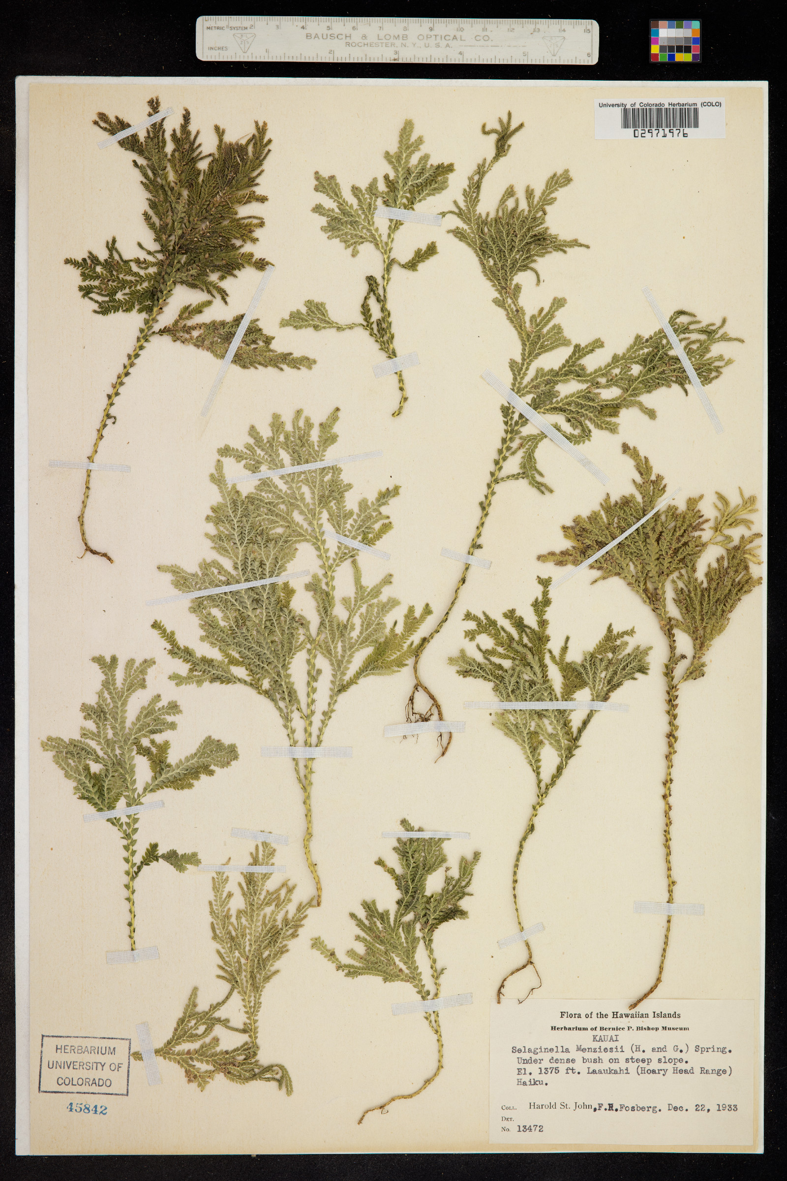 Selaginella arbuscula image