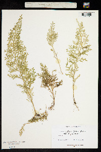 Image of Selaginella laxifolia